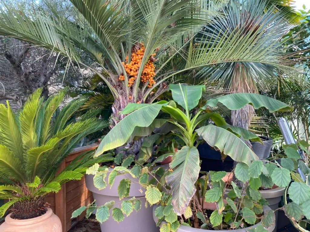 Garden in Wilsmann Apartmentvermietung