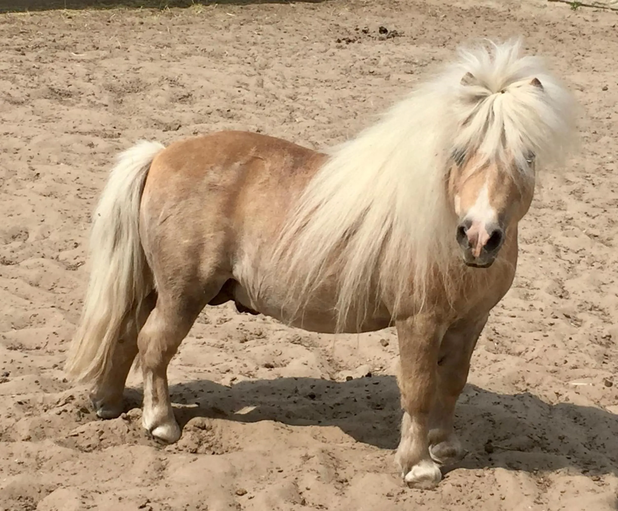 Activities in Wilsmann Apartmentvermietung