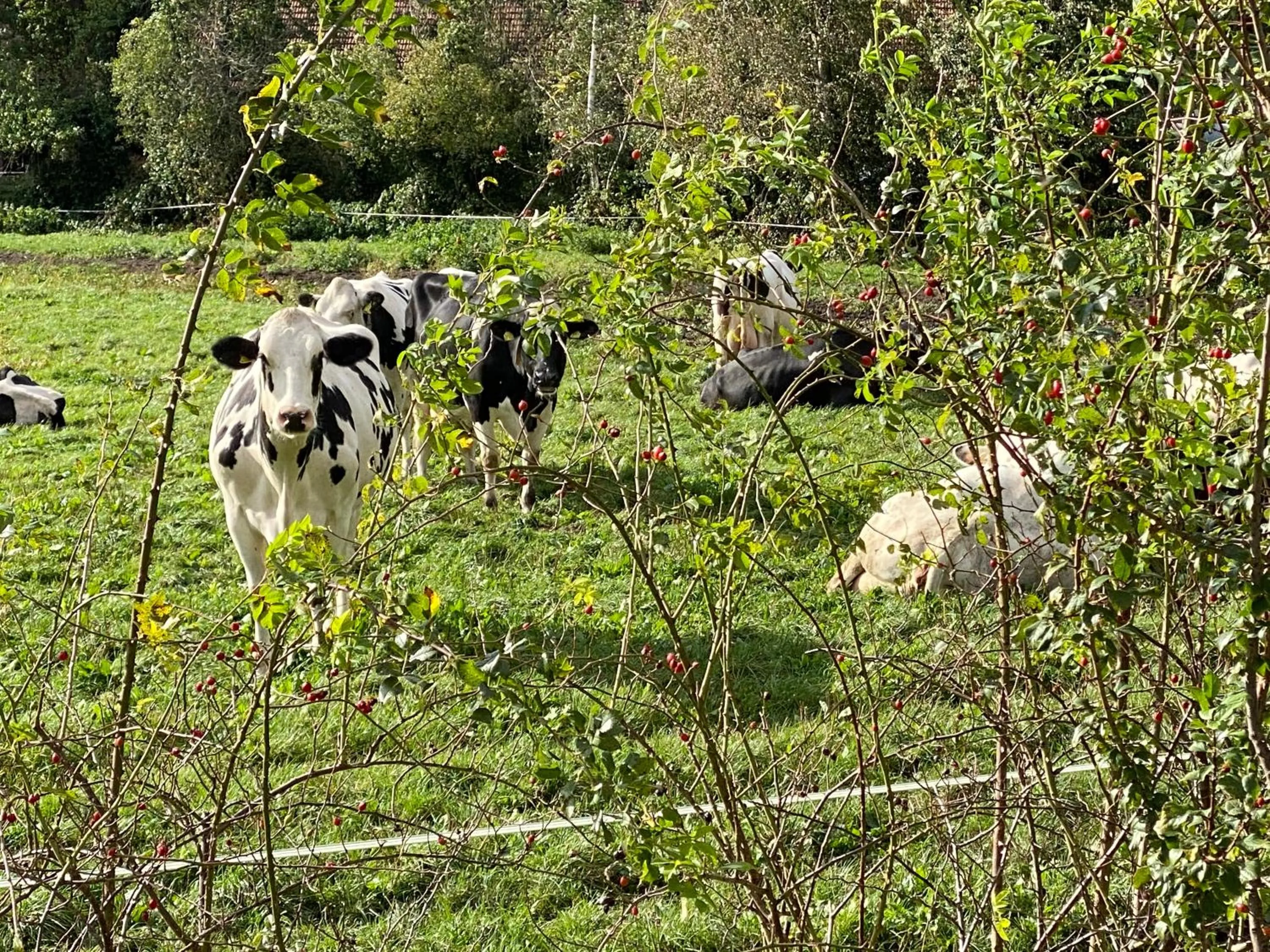 Natural landscape in Wilsmann Apartmentvermietung