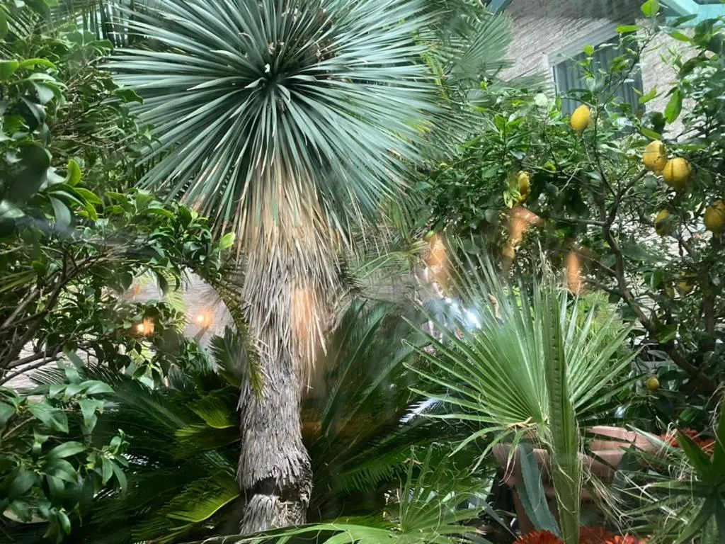 Garden in Wilsmann Apartmentvermietung