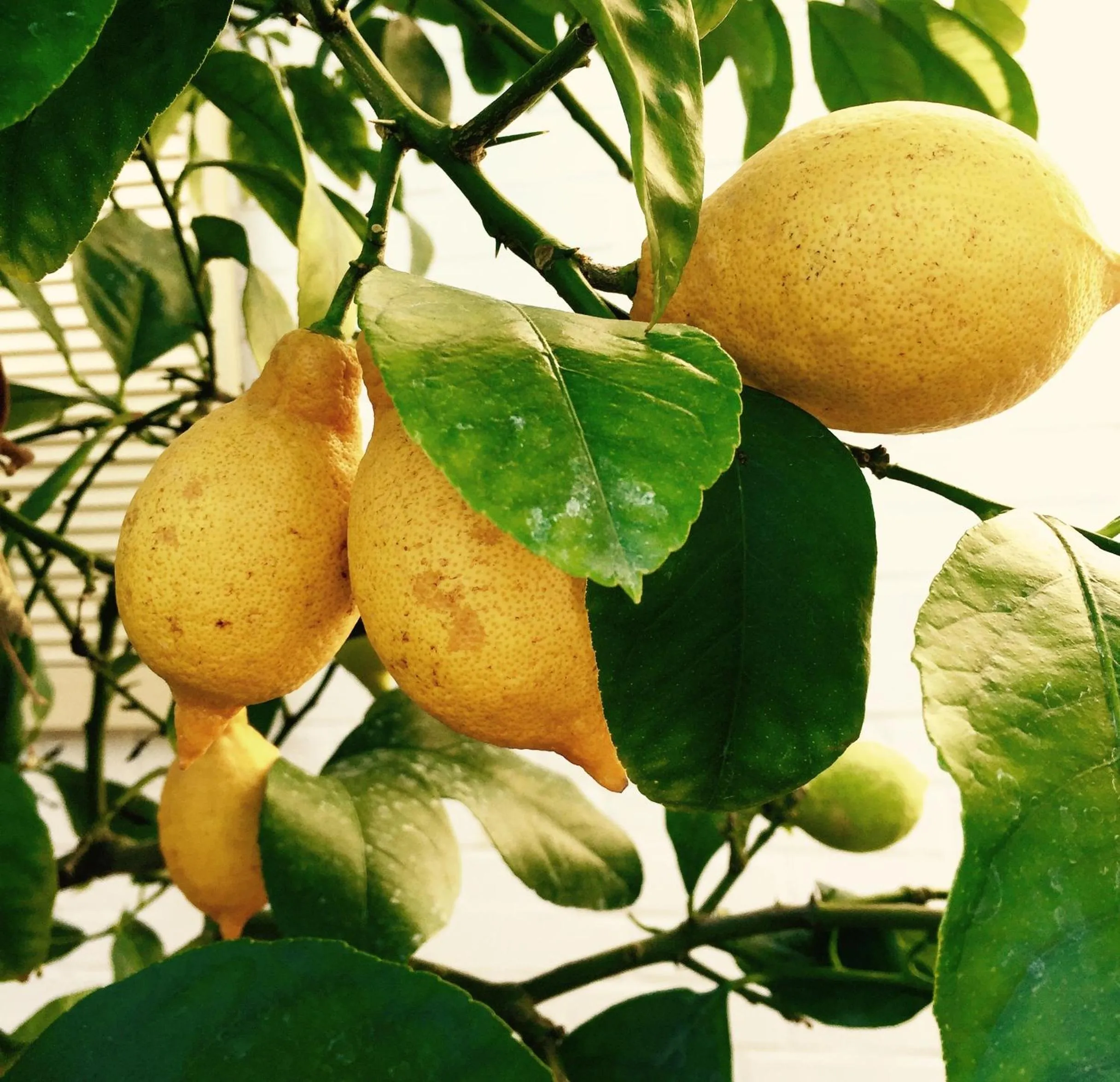 Food close-up in Wilsmann Apartmentvermietung