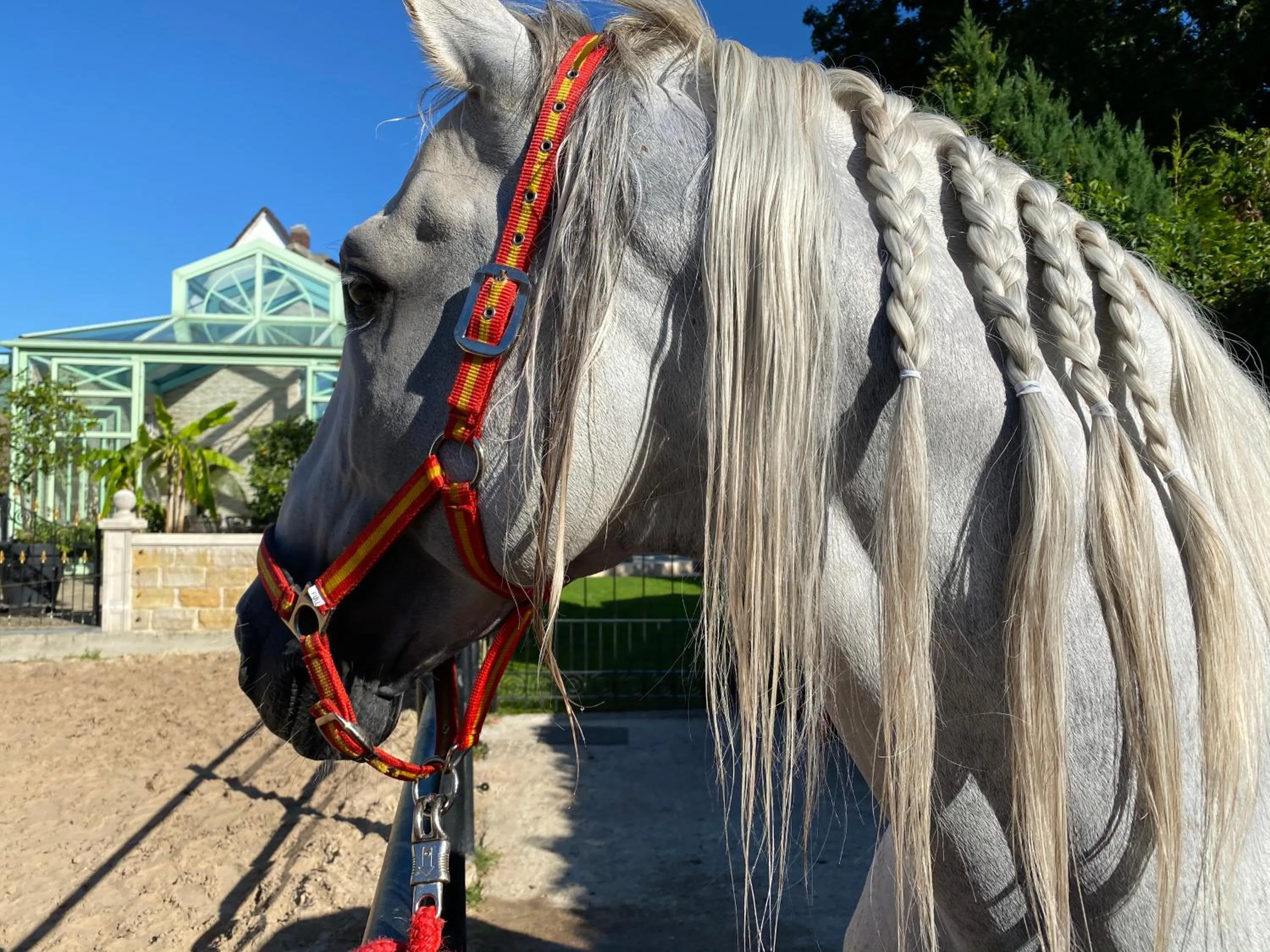 Animals in Wilsmann Apartmentvermietung