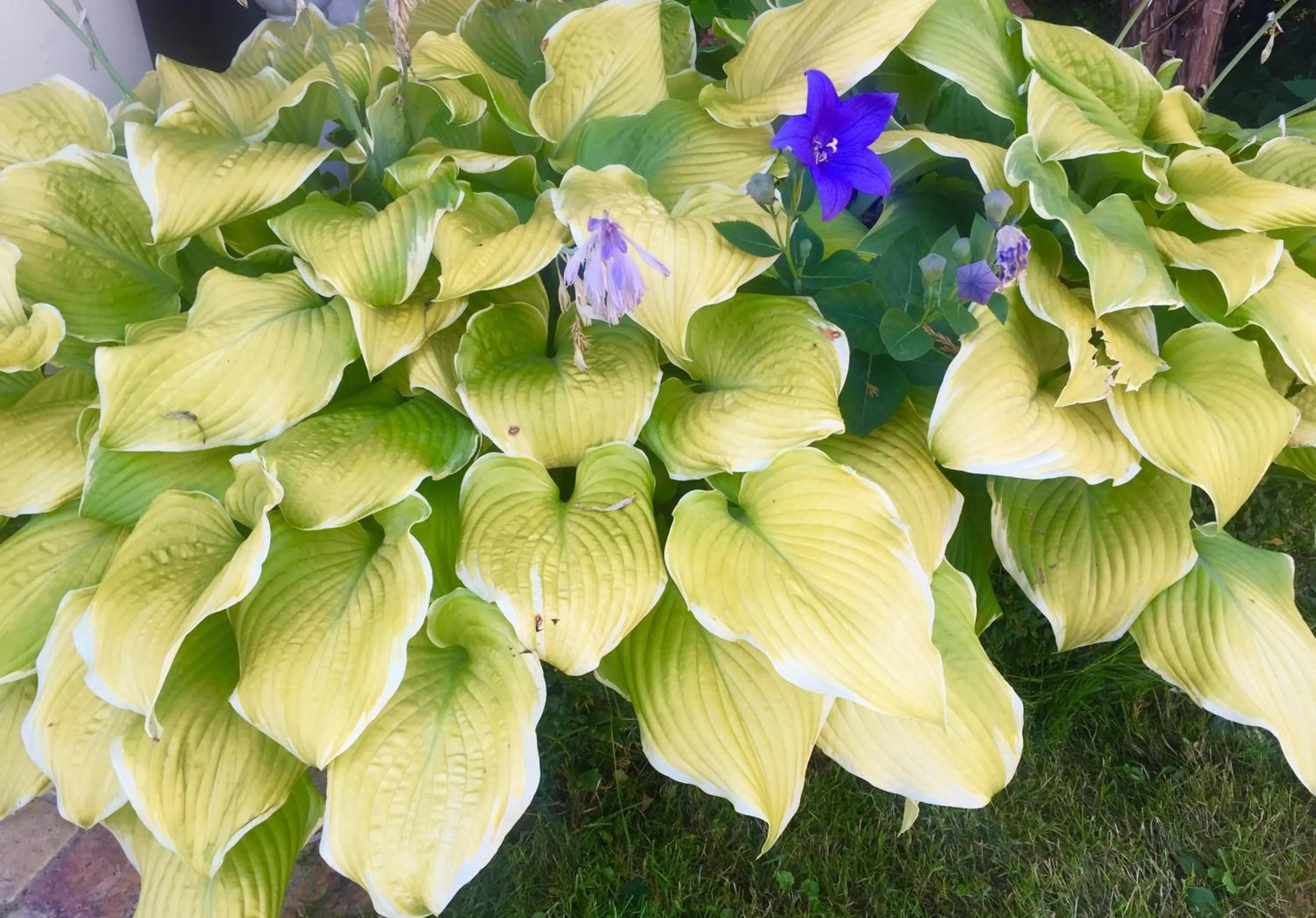 Garden in Wilsmann Apartmentvermietung