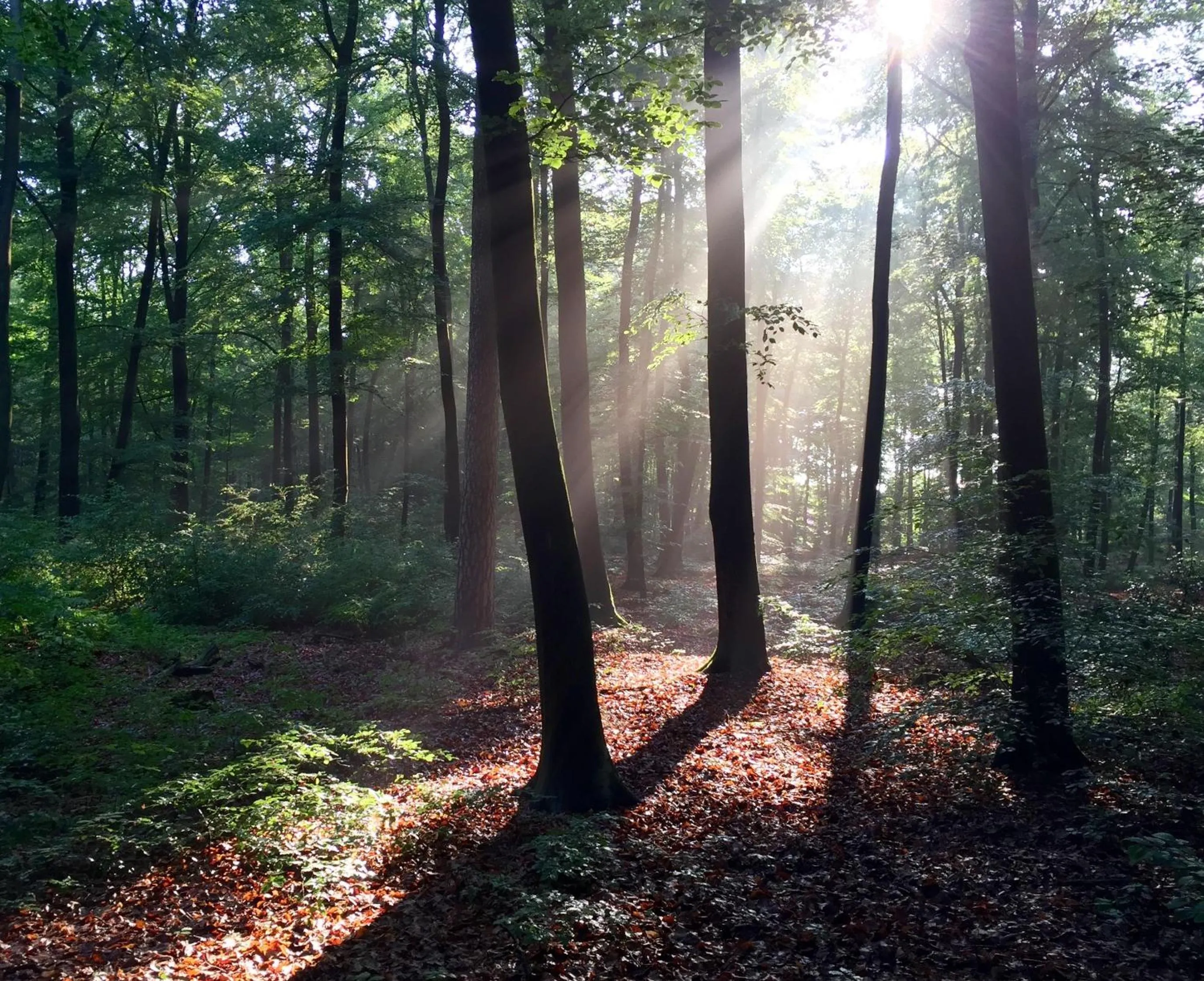 Natural landscape in Wilsmann Apartmentvermietung