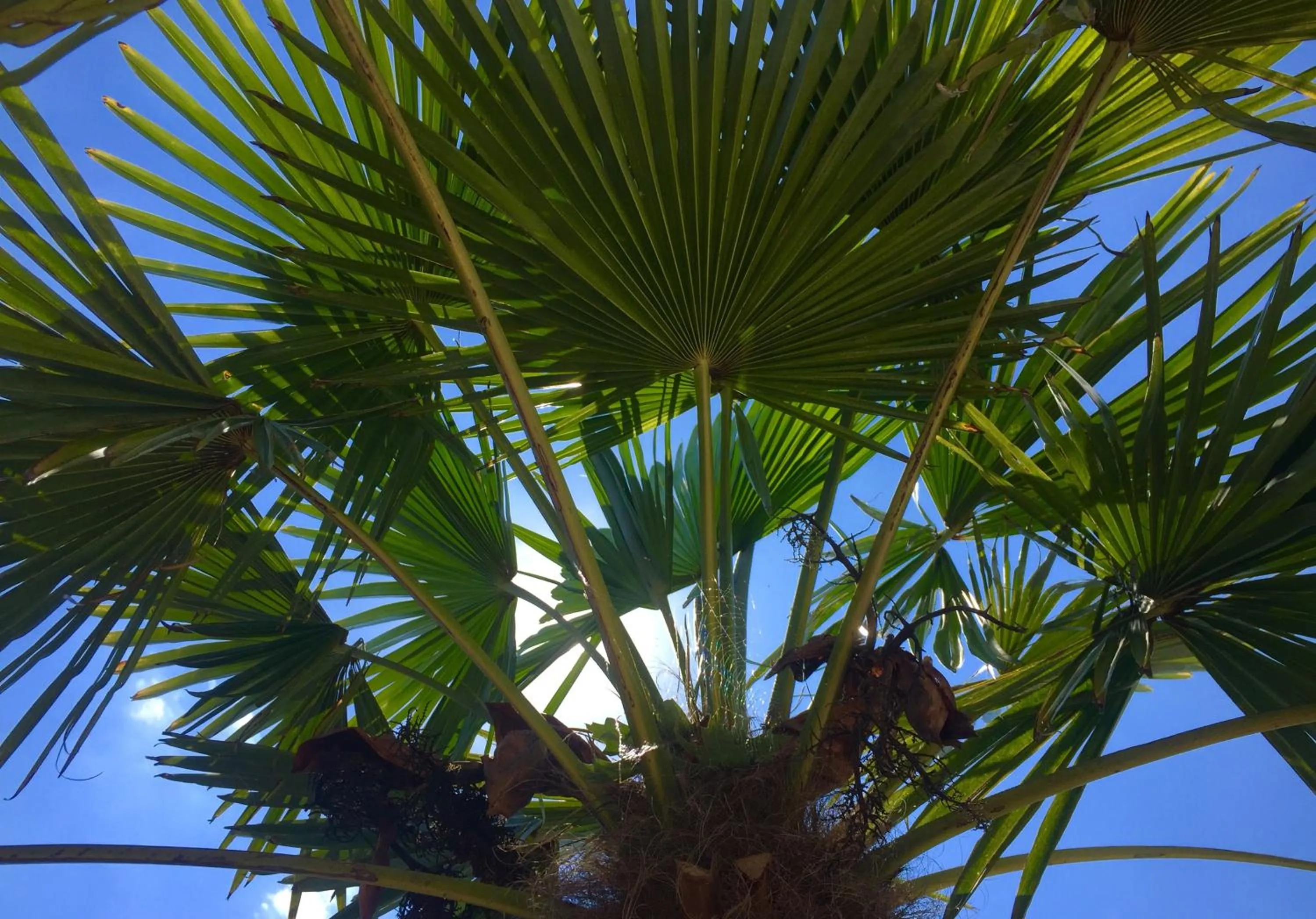 Garden in Wilsmann Apartmentvermietung