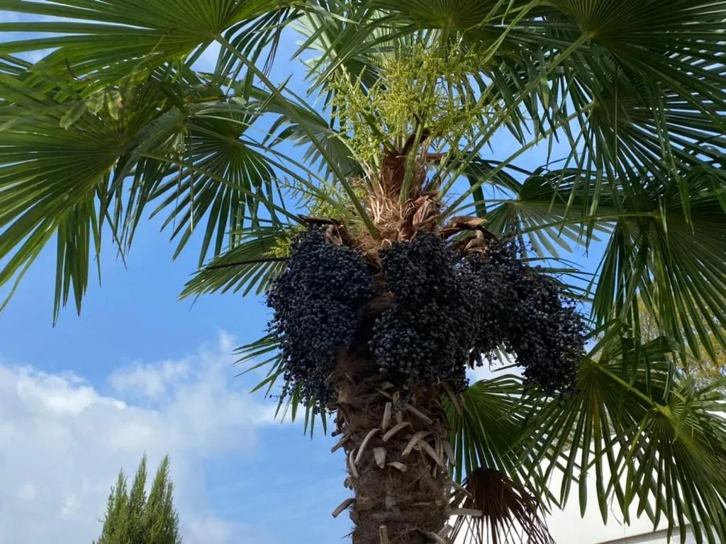 Garden view in Wilsmann Apartmentvermietung