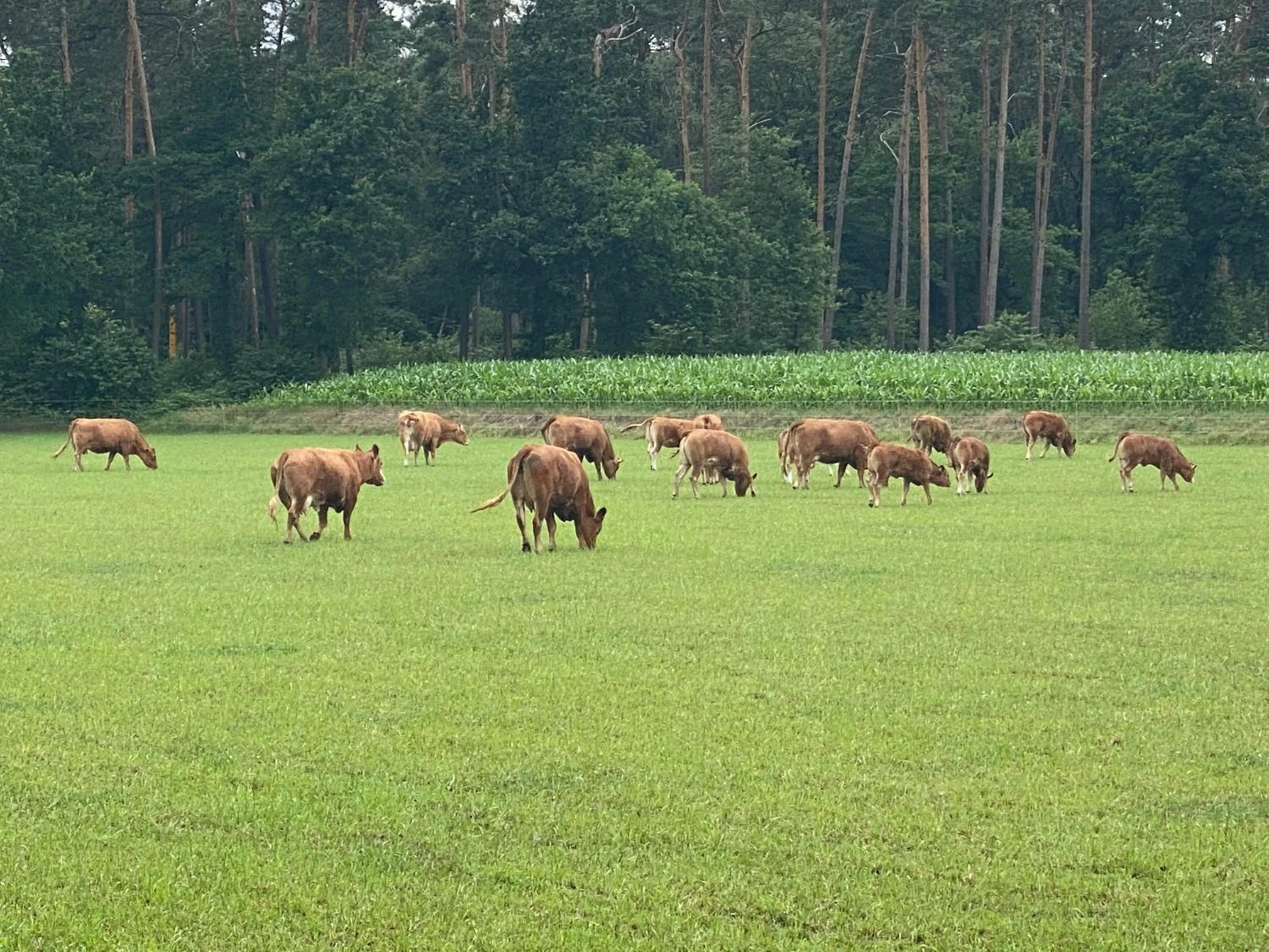 Animals in Wilsmann Apartmentvermietung
