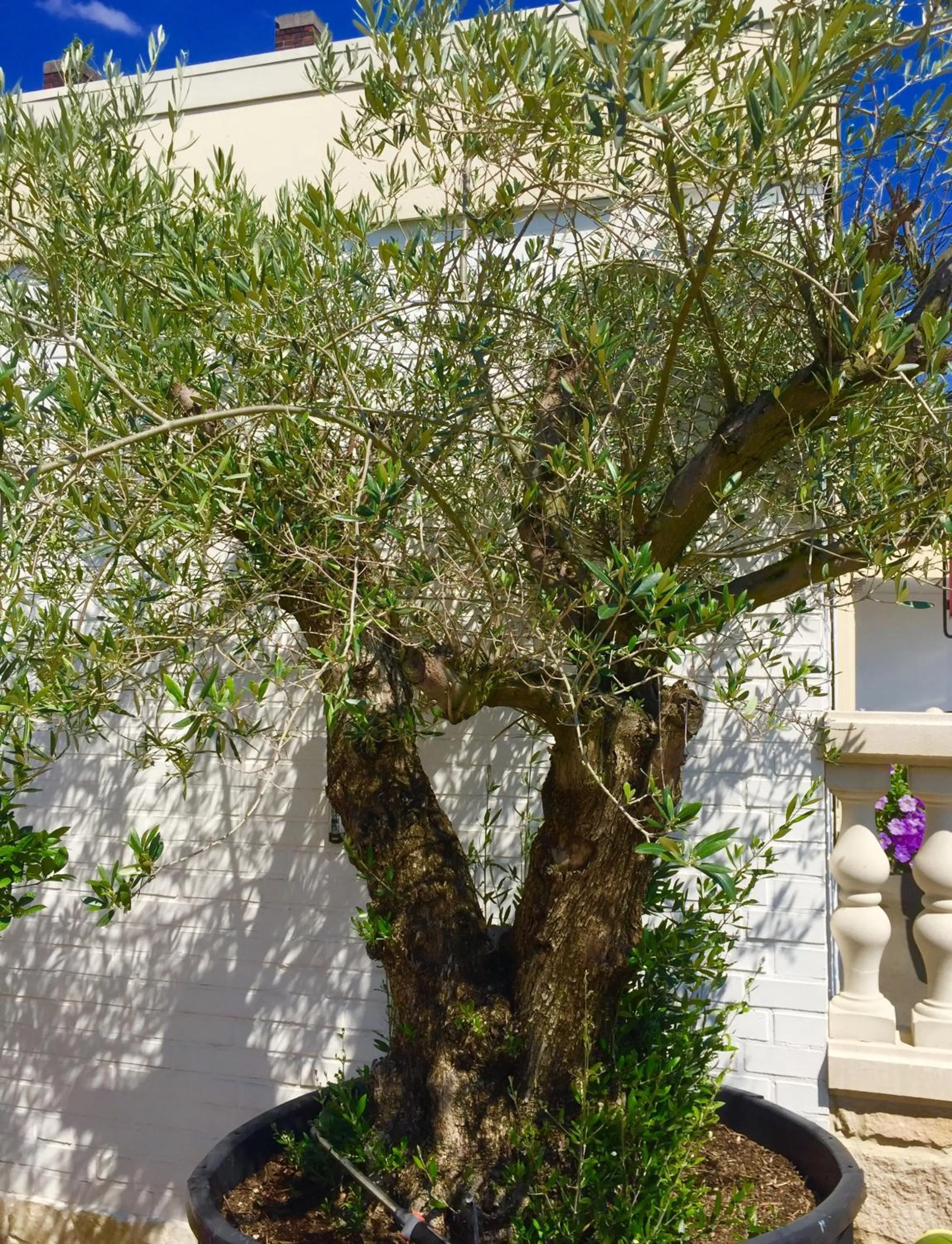 Patio in Wilsmann Apartmentvermietung