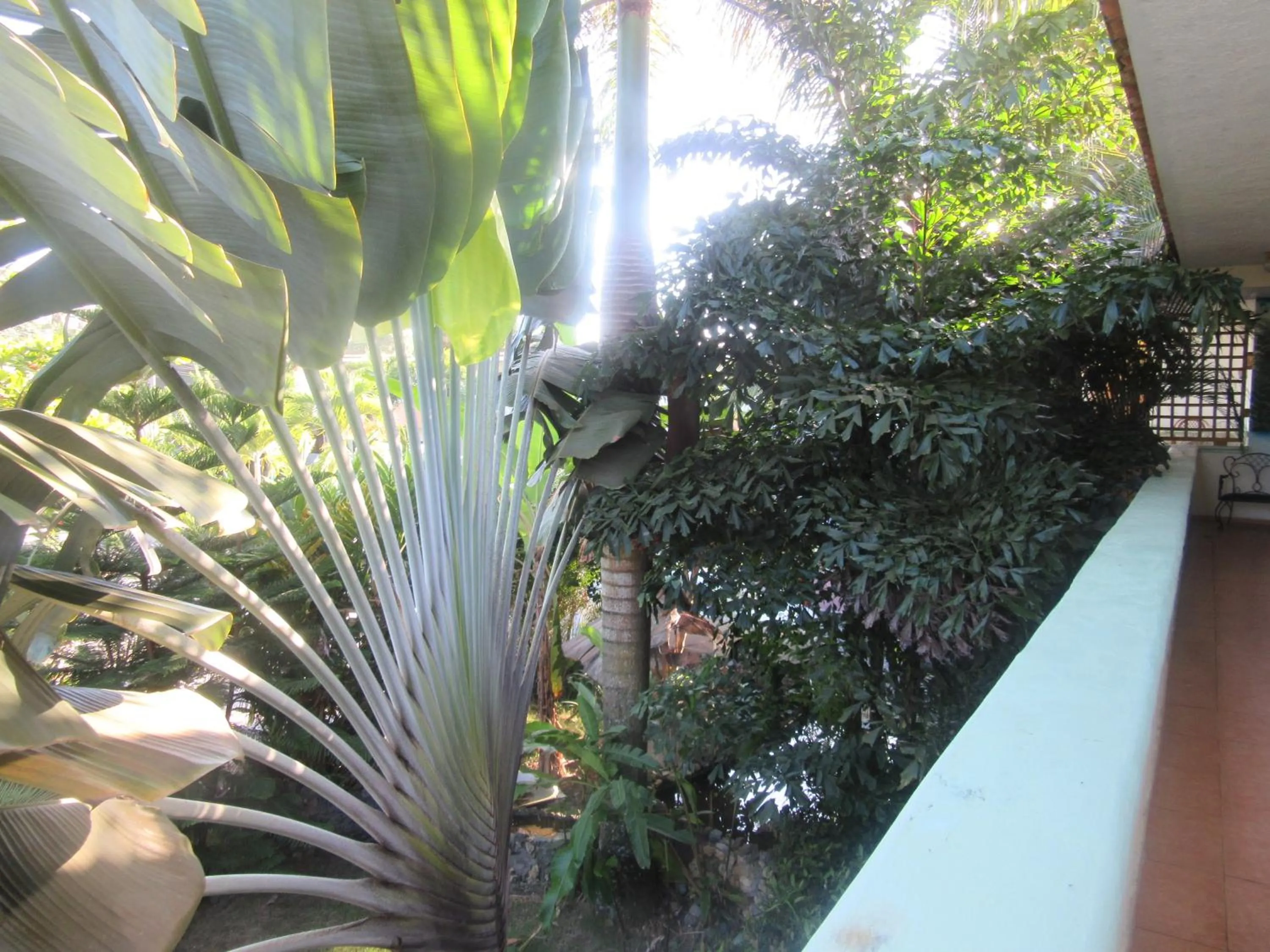 Garden in Hotel Cambri