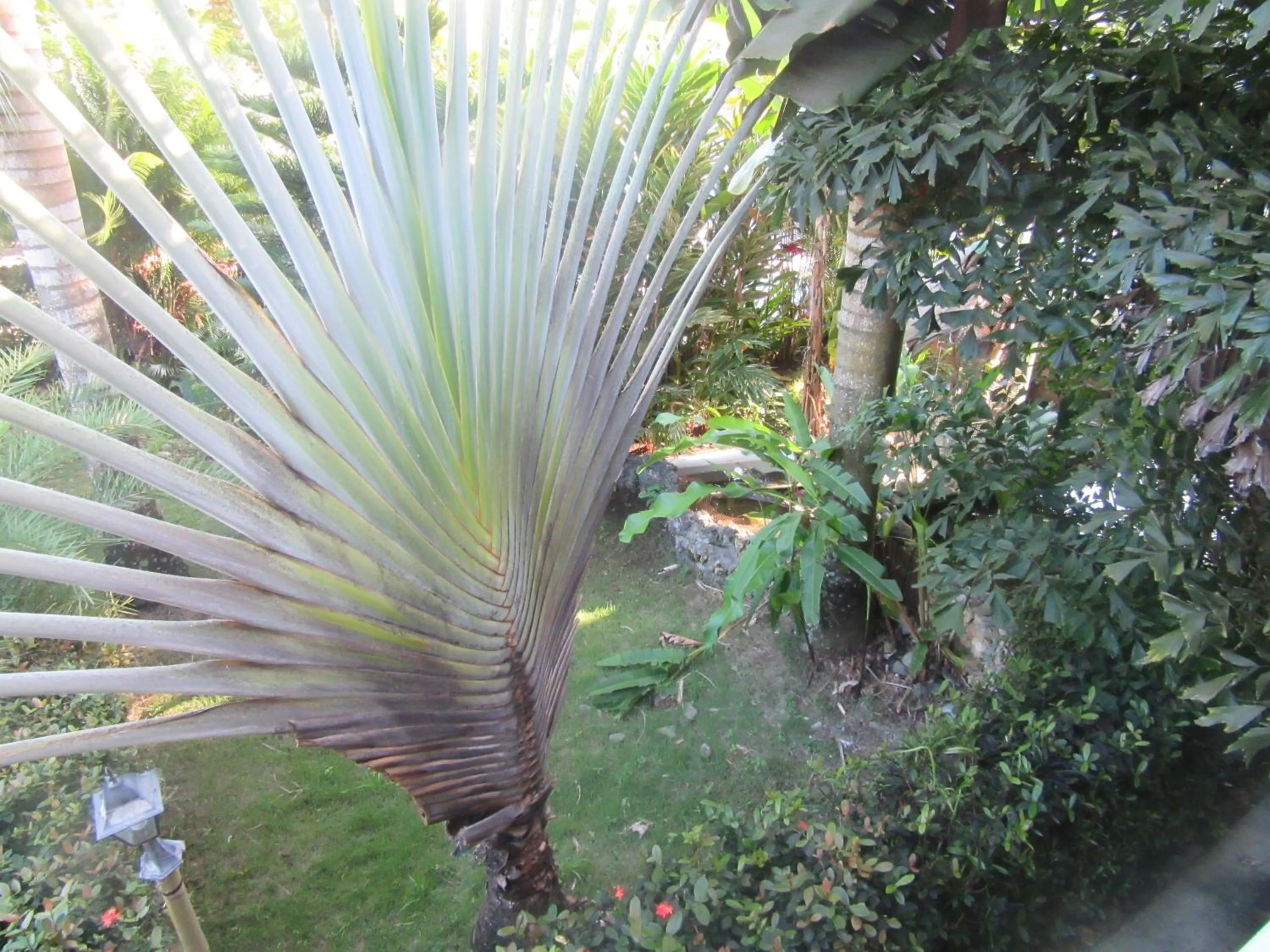 Garden in Hotel Cambri