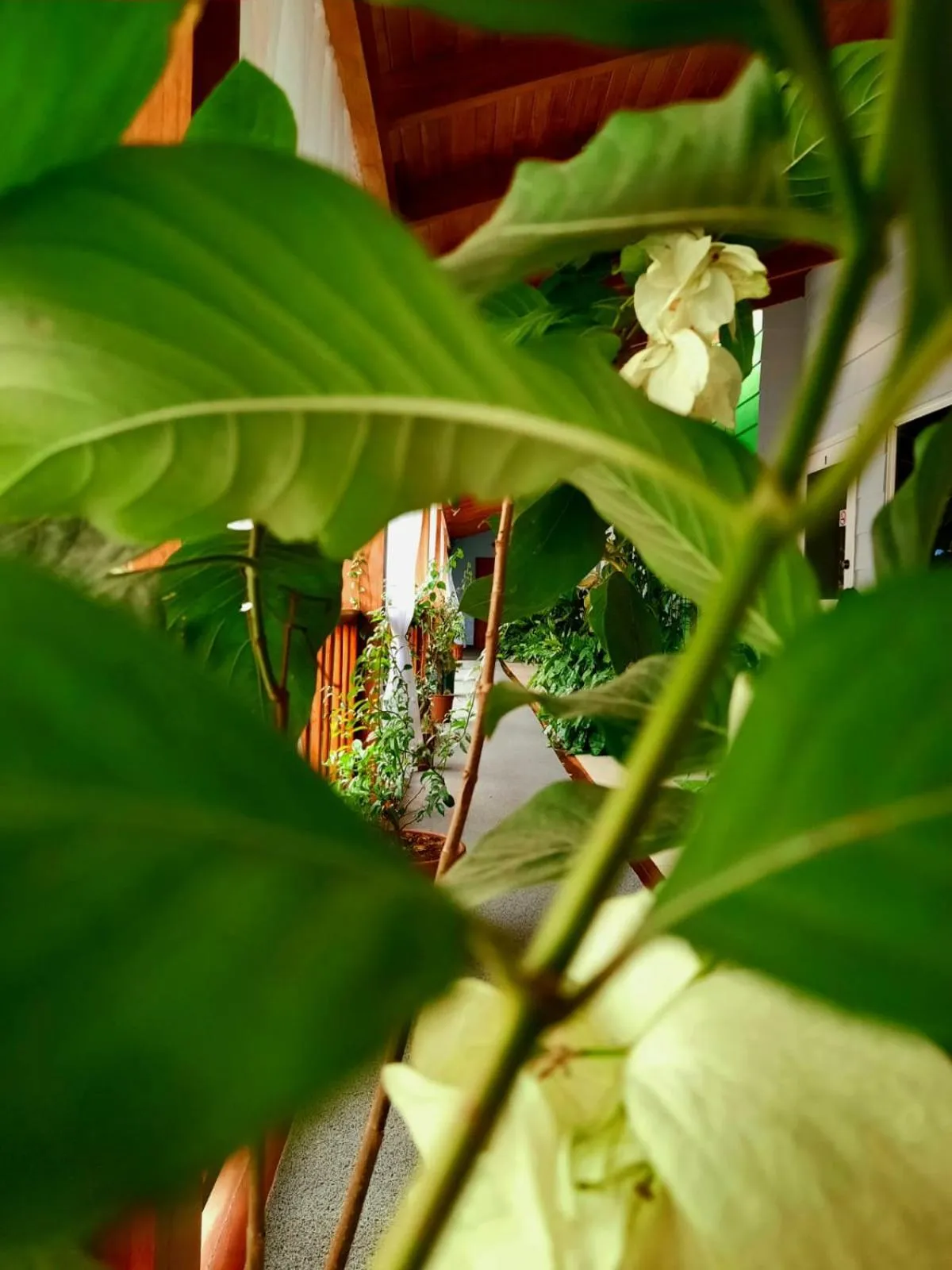 Property building in BellaVista Suites By Villas Verdes - Samara Beach