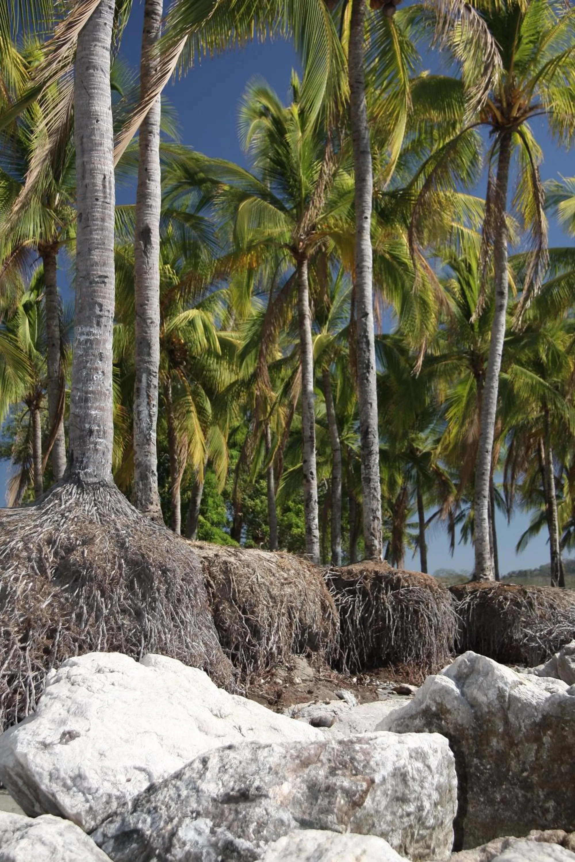 Beach in BellaVista Suites By Villas Verdes - Samara Beach