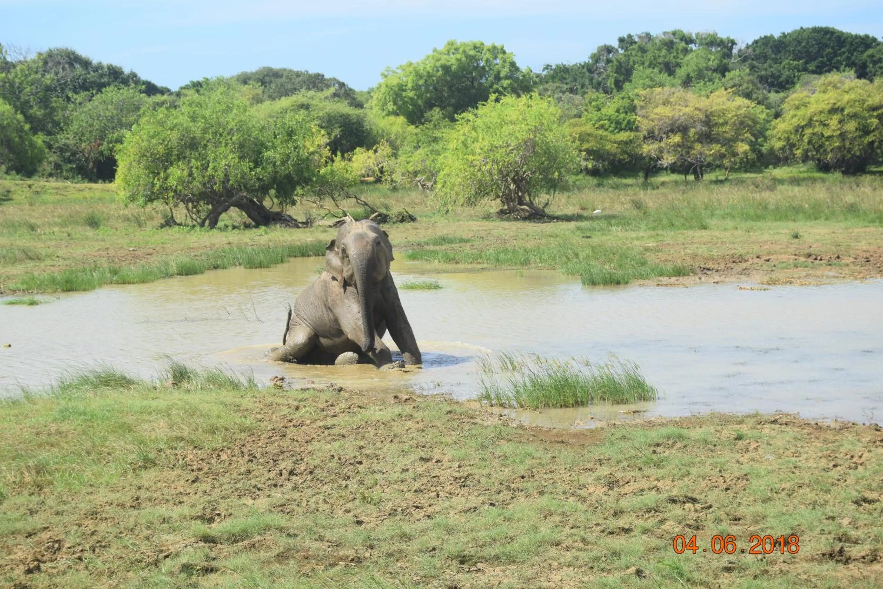 Animals in Nehansa Resort and safari