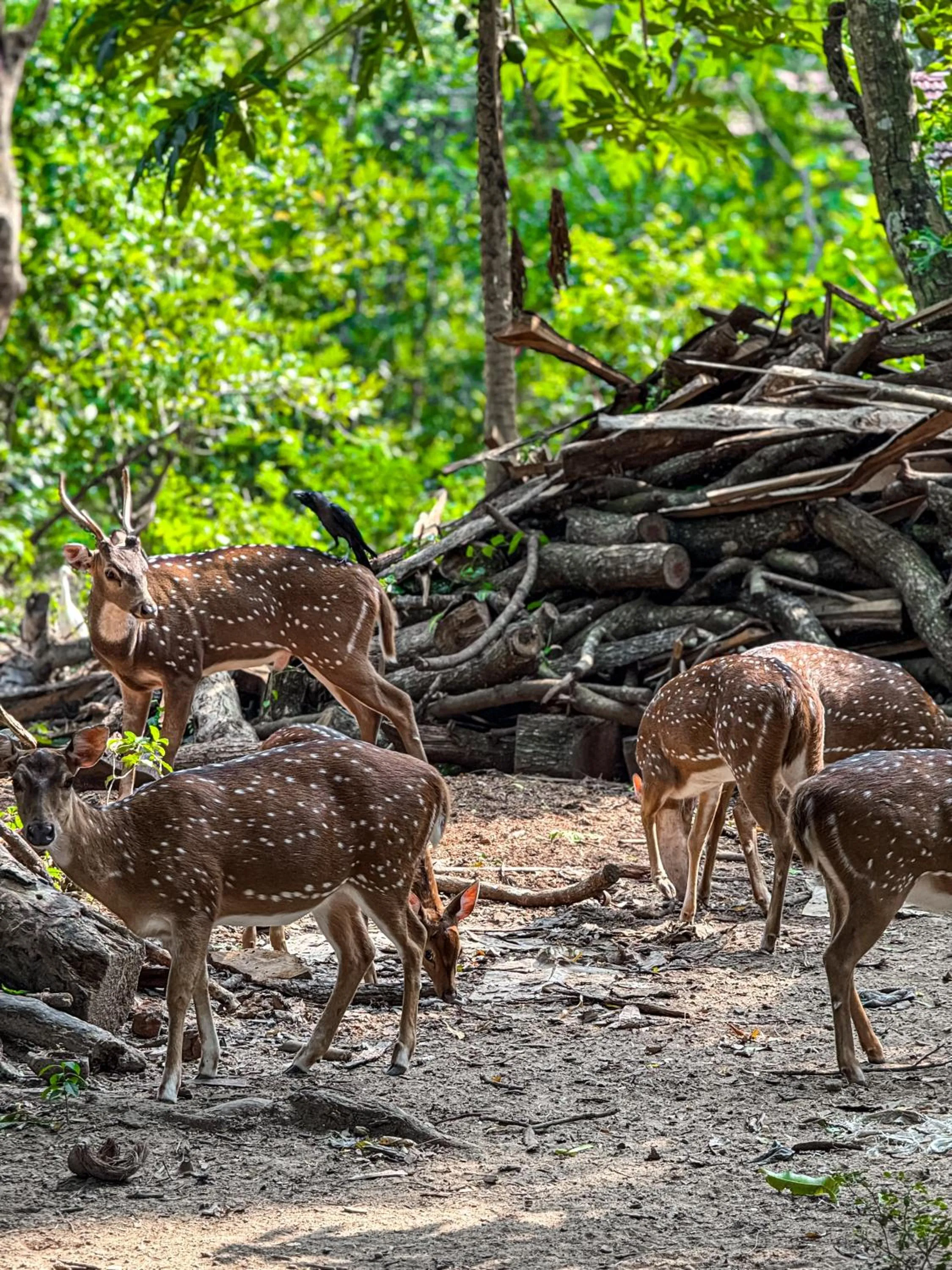 Day in Nehansa Resort and safari