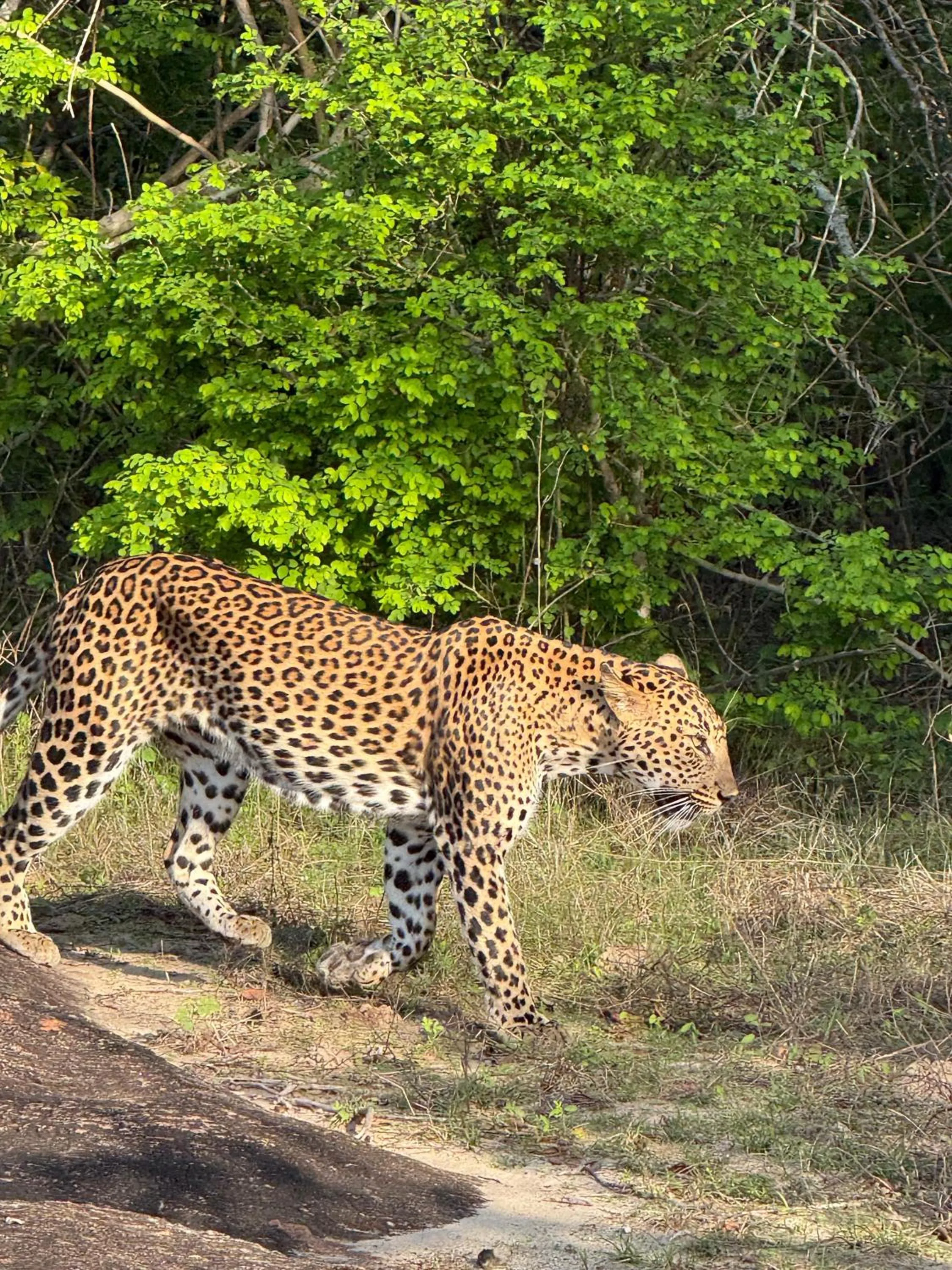 Animals in Nehansa Resort and safari