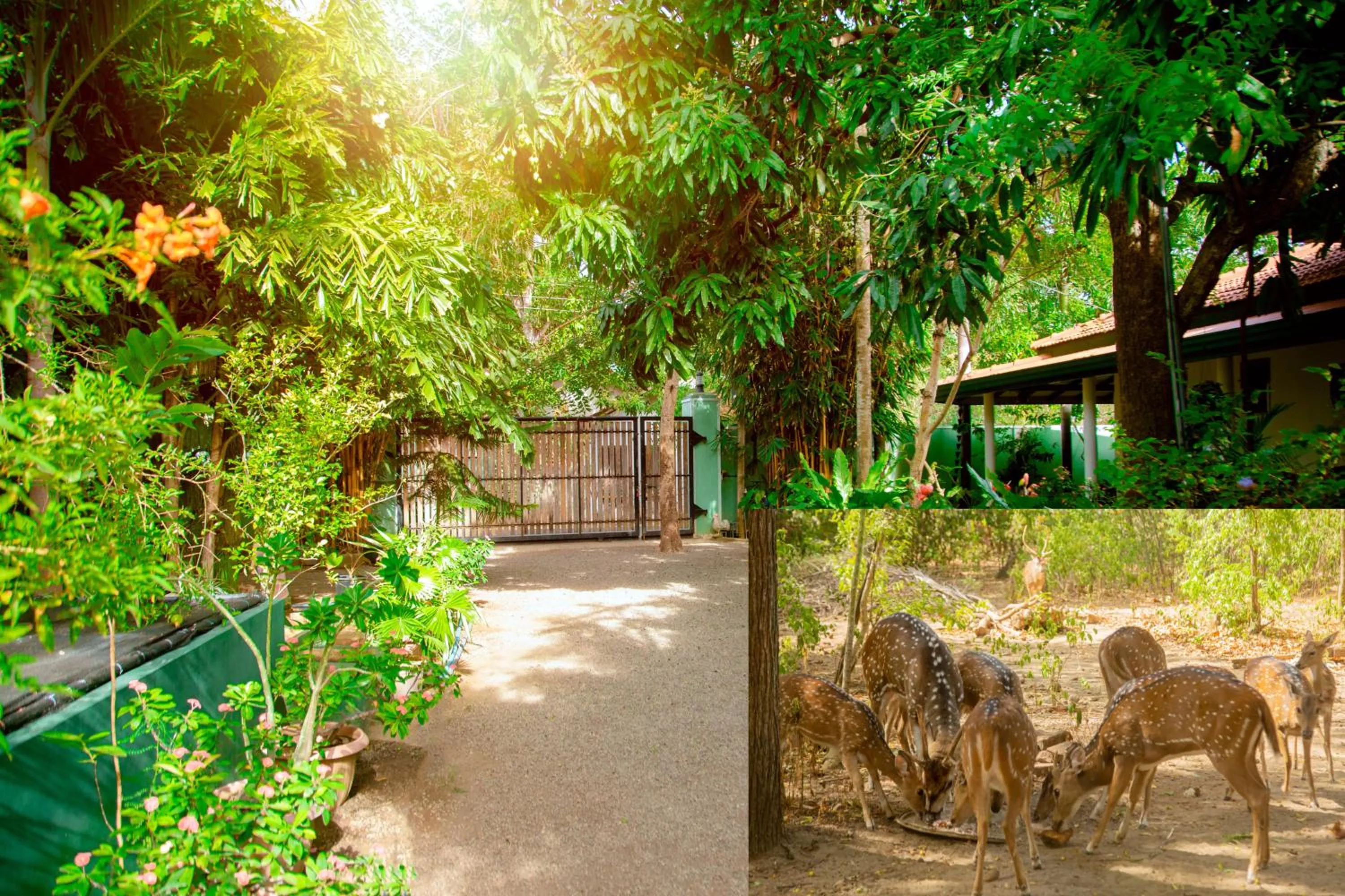 Garden view in Nehansa Resort and safari