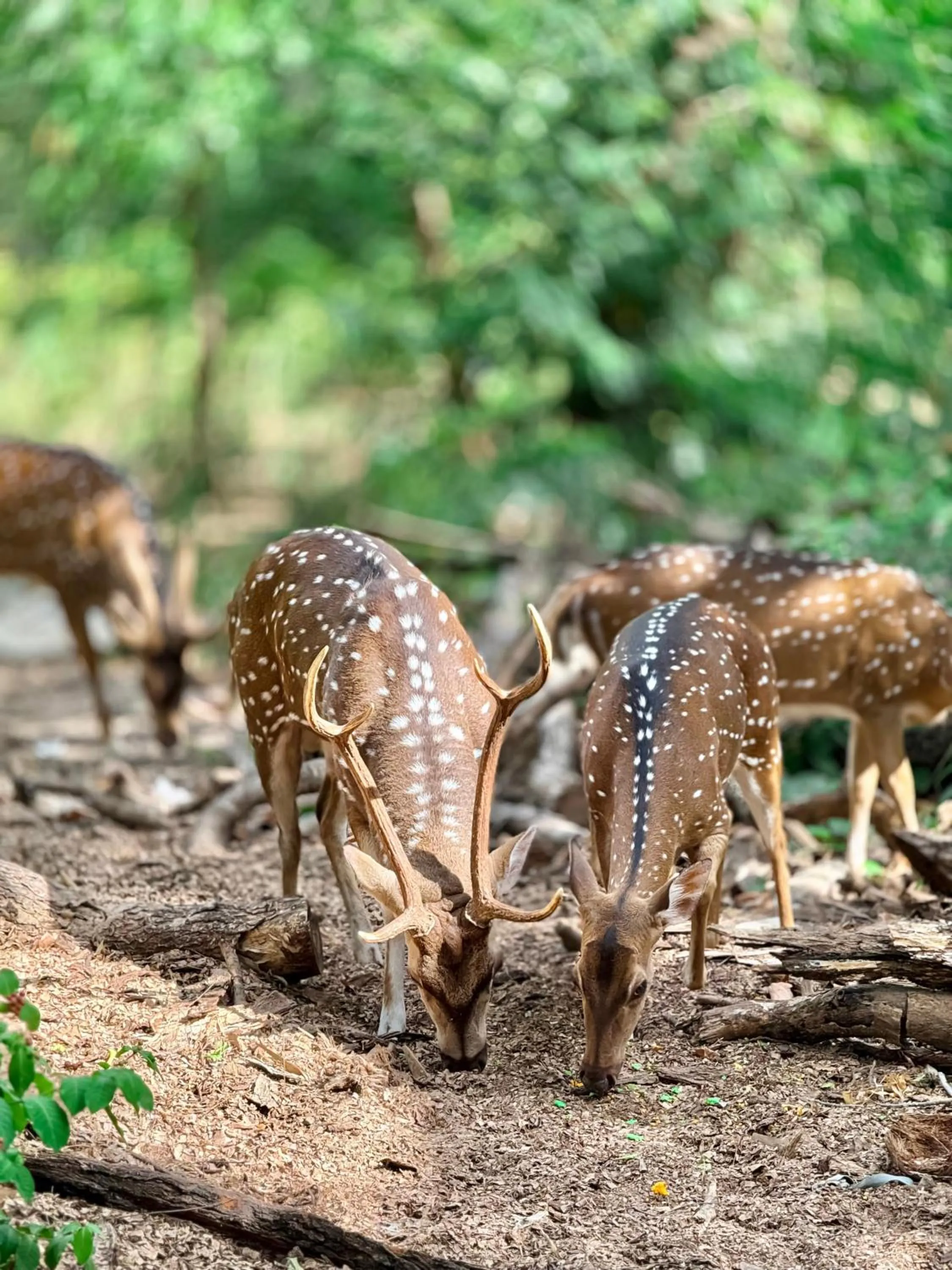 Animals in Nehansa Resort and safari