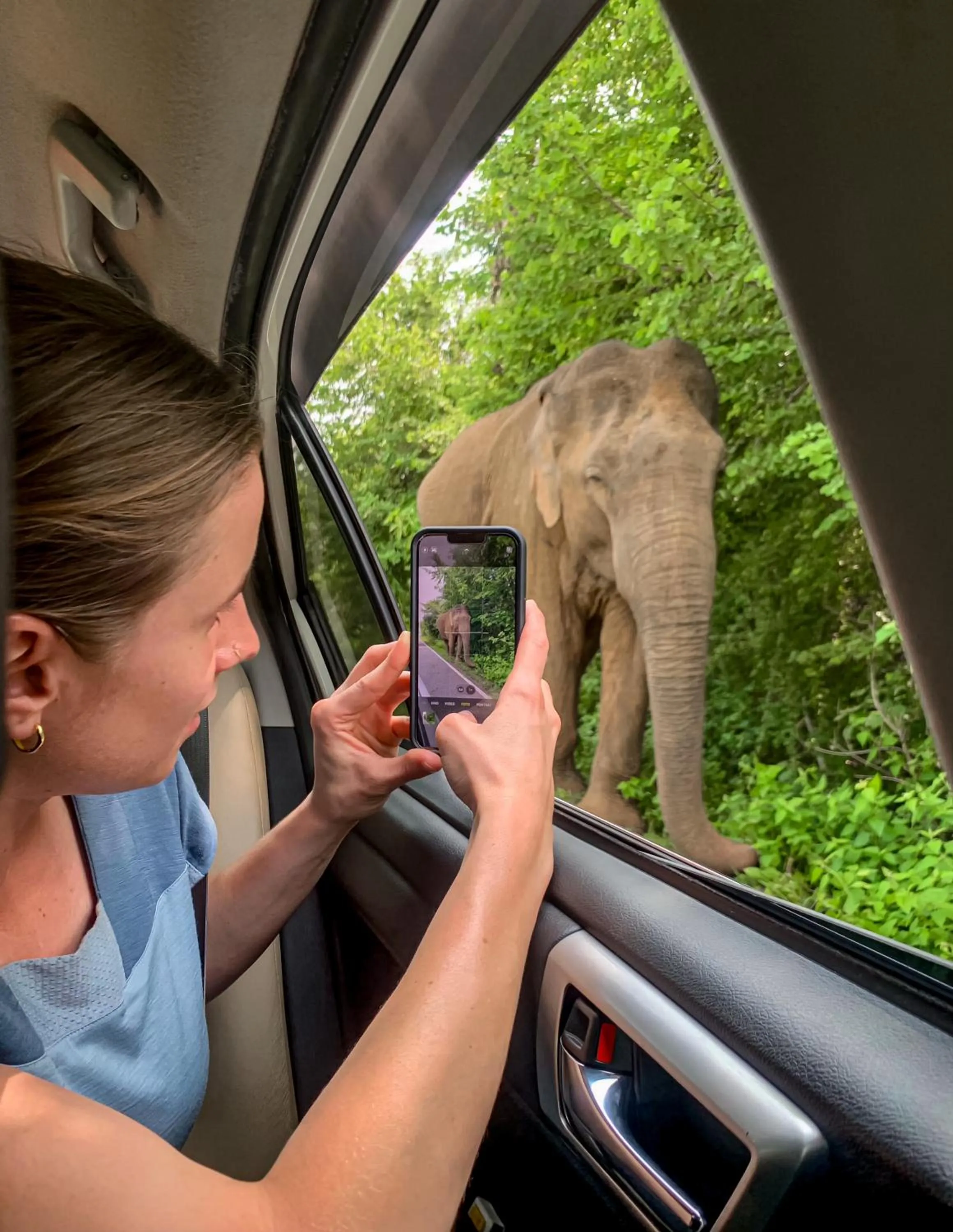 Animals in Nehansa Resort and safari