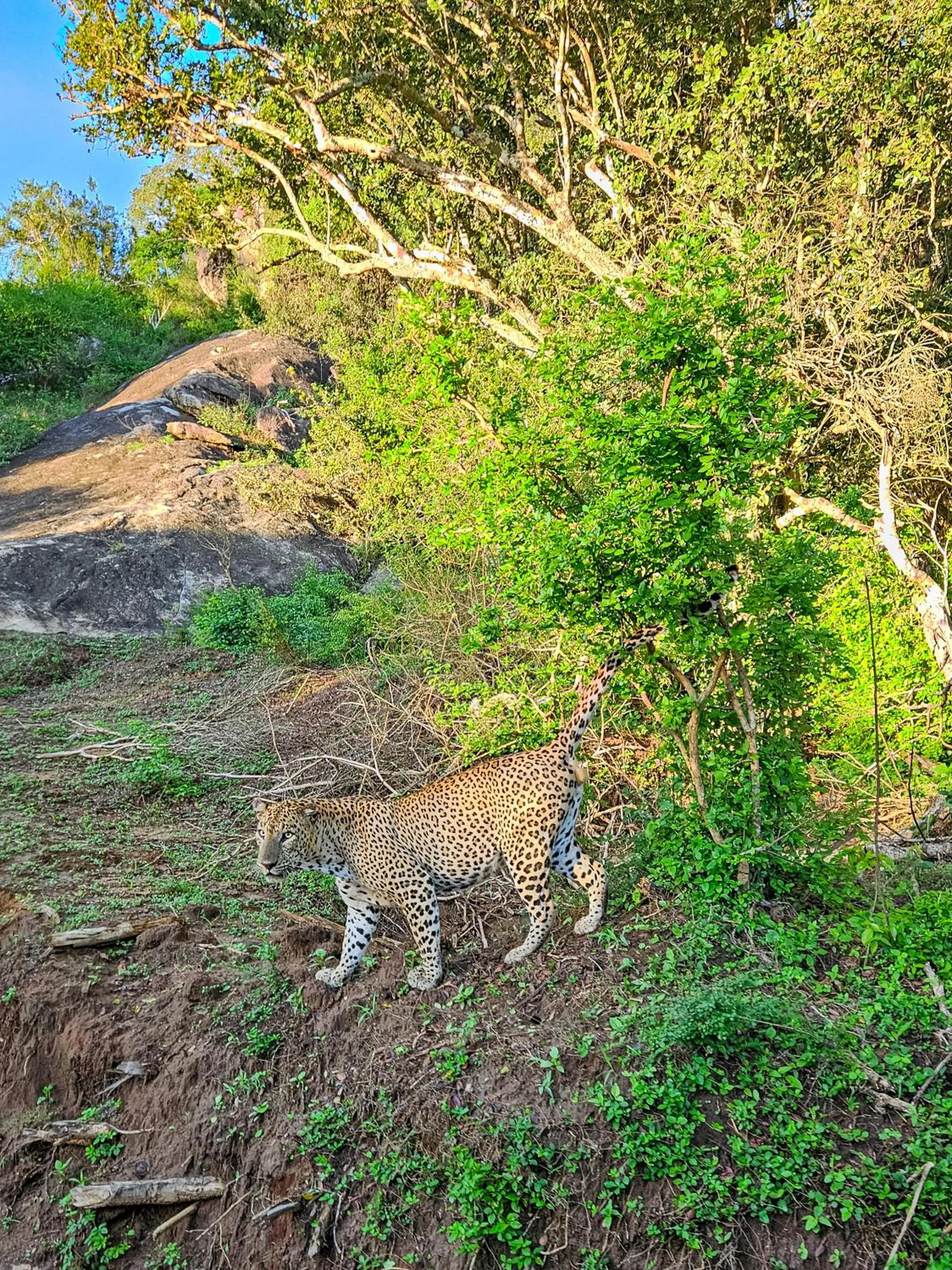 Animals in Nehansa Resort and safari