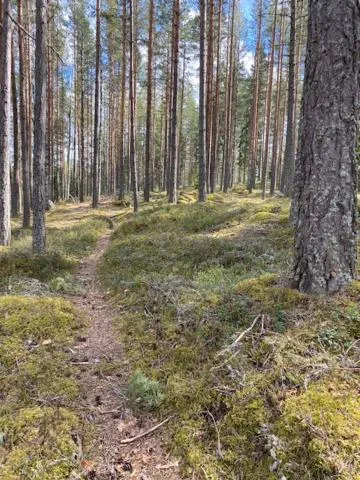 Natural landscape in Hotell Moskogen