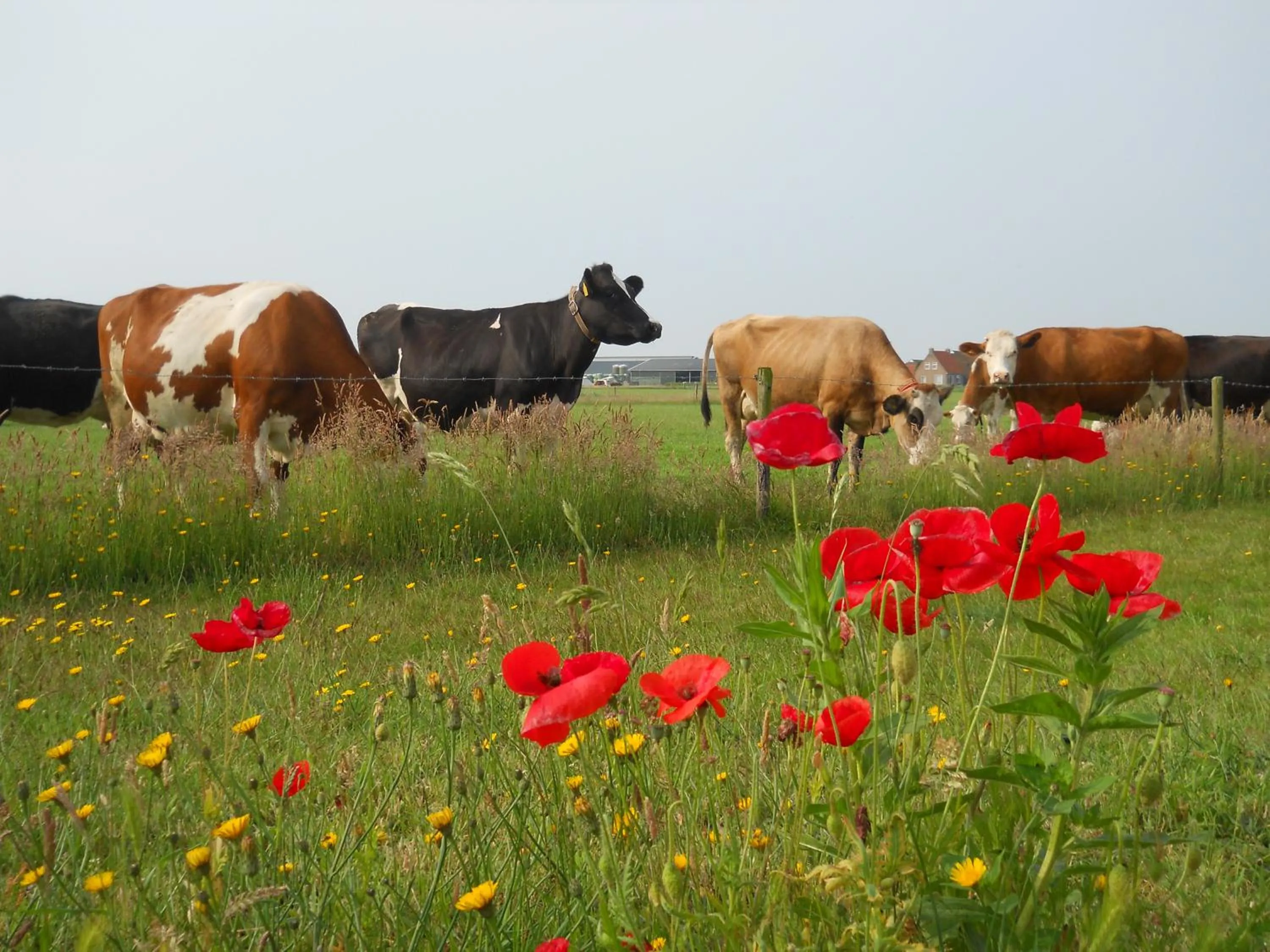 Garden in De Stormvogel