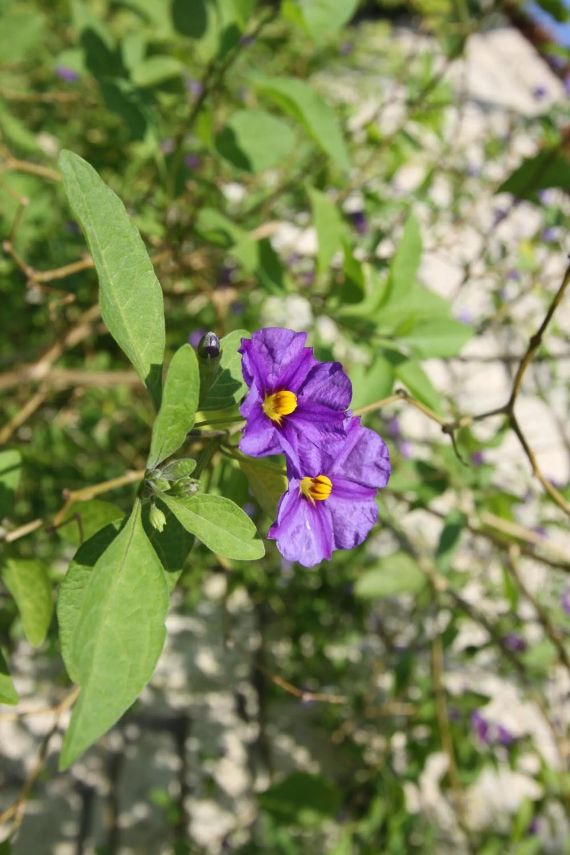 Garden in Alacati Koclu Konagi Hotel