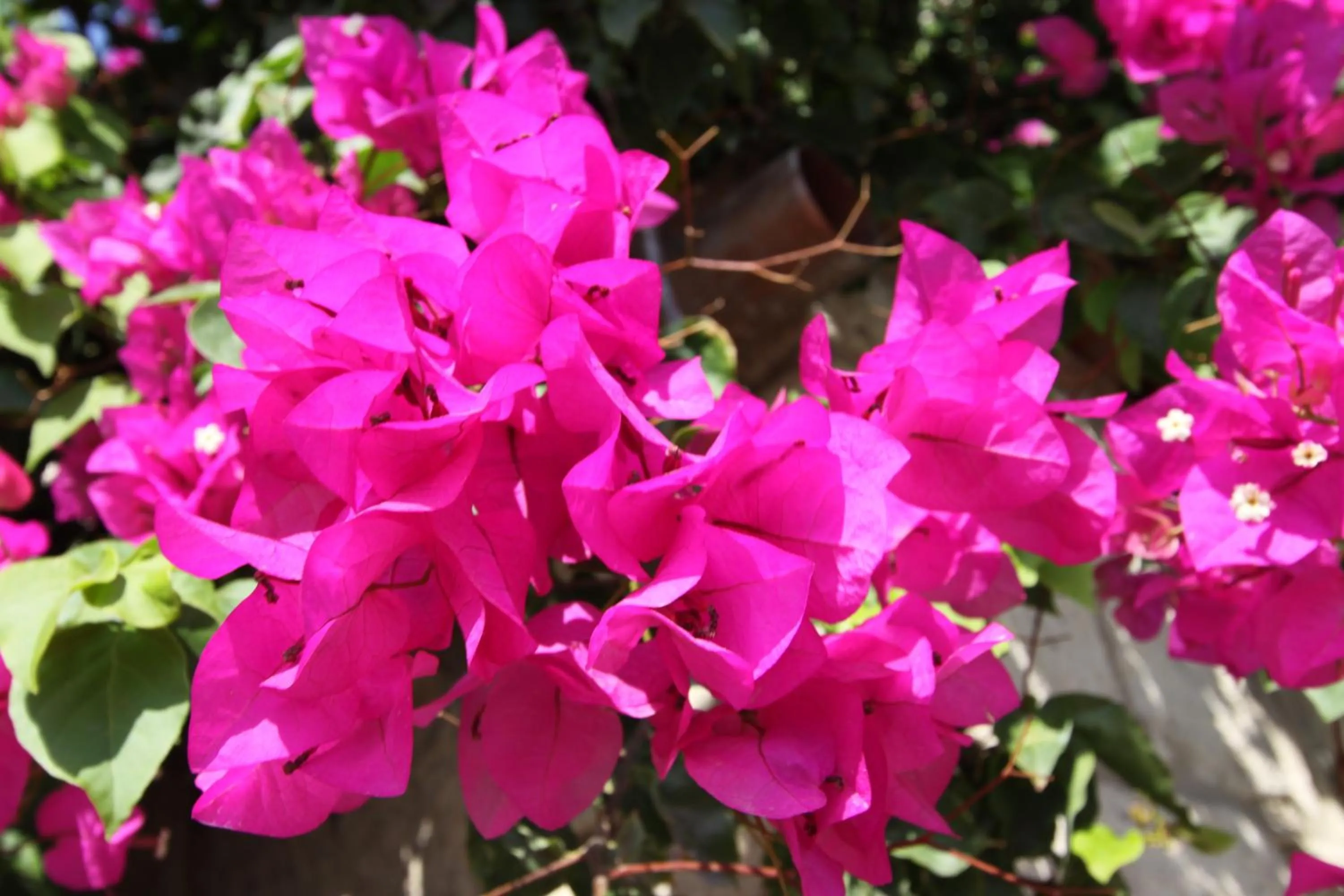 Garden in Alacati Koclu Konagi Hotel