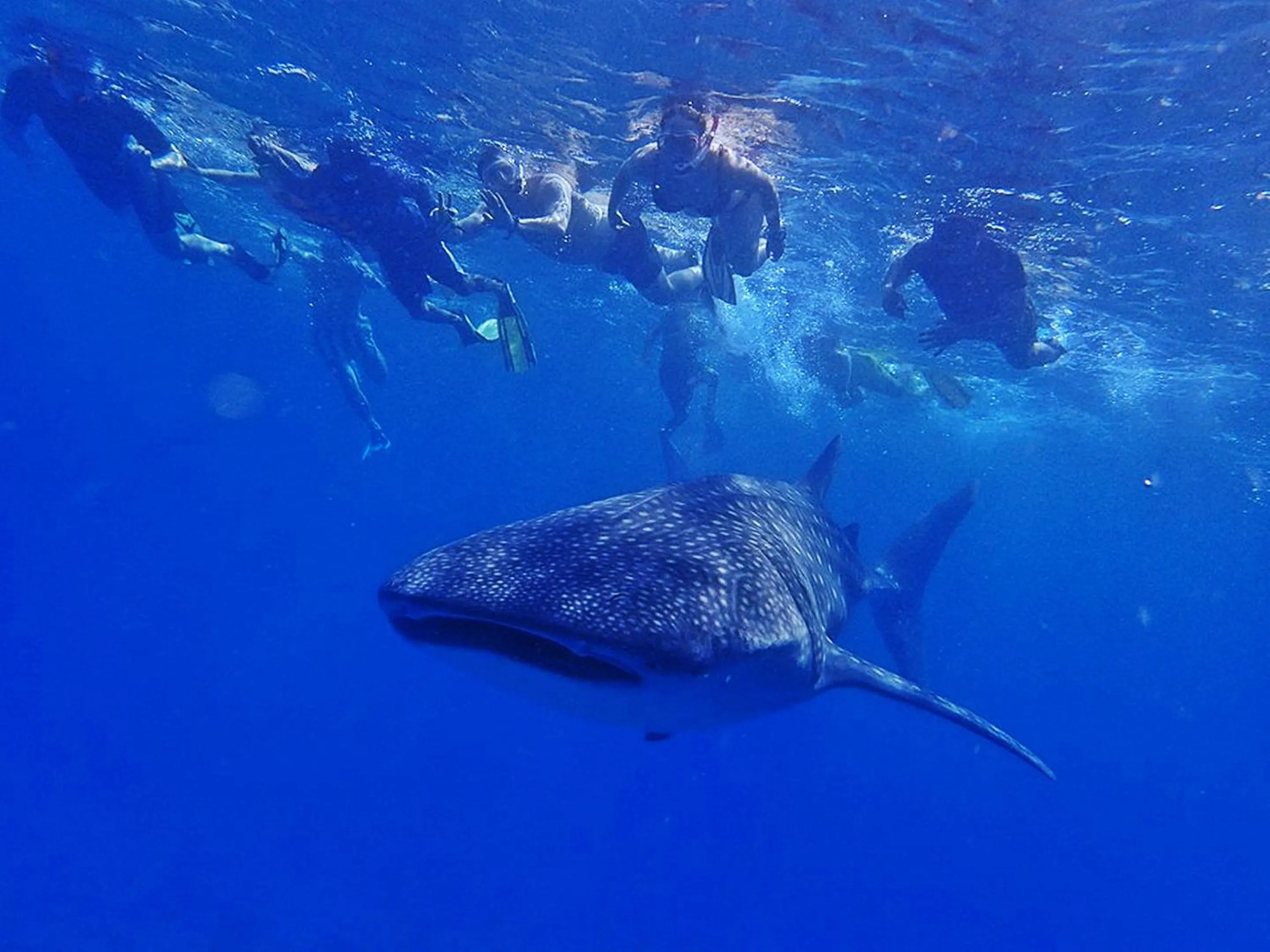 Snorkeling in Sun Siyam Vilu Reef with Free Transfer
