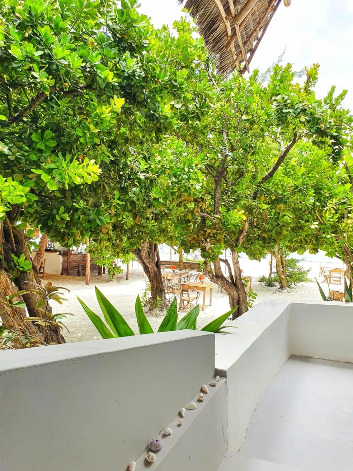 Natural landscape in Blue Palm Zanzibar