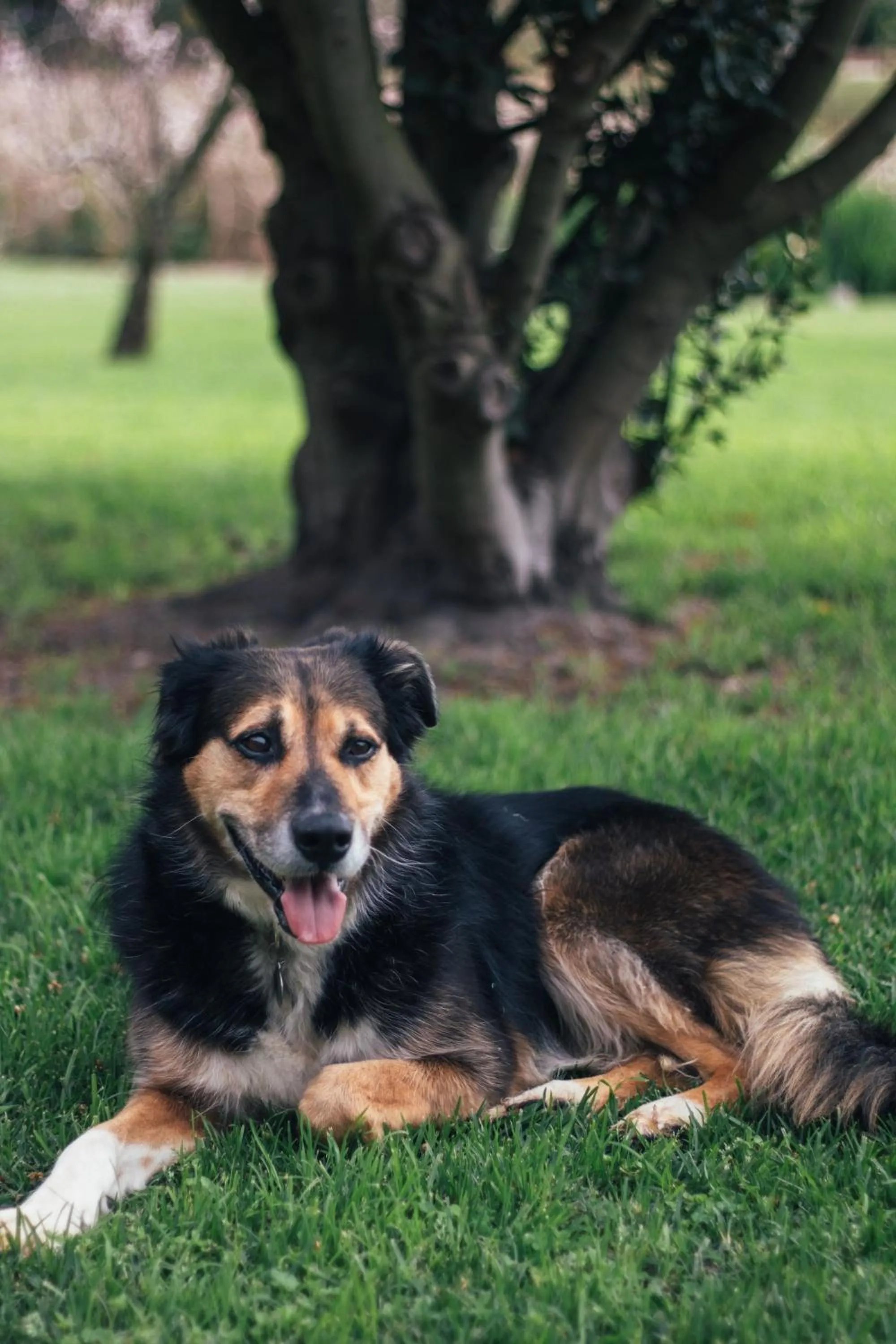 Animals in The Log Collective