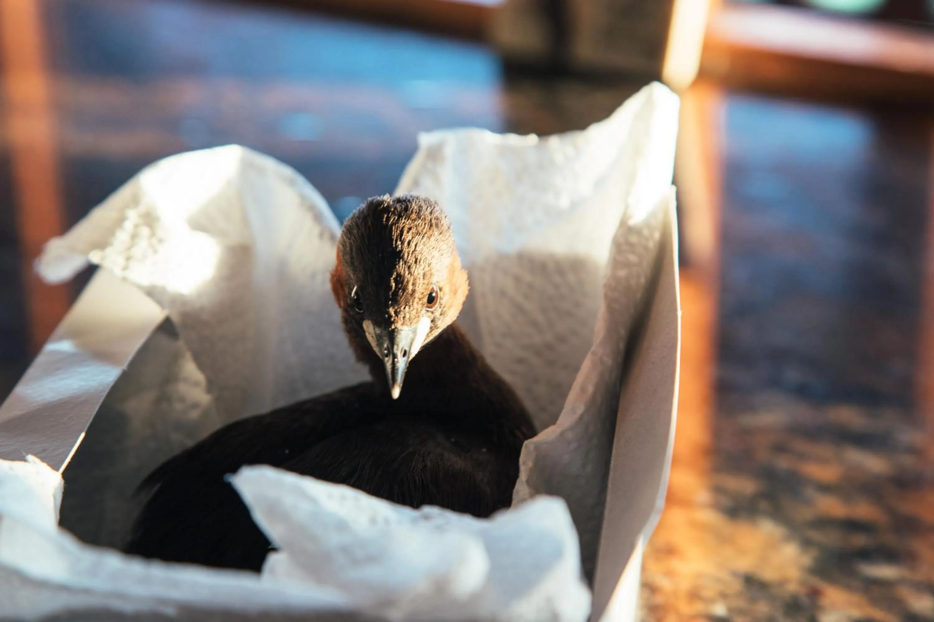 Animals in The Log Collective