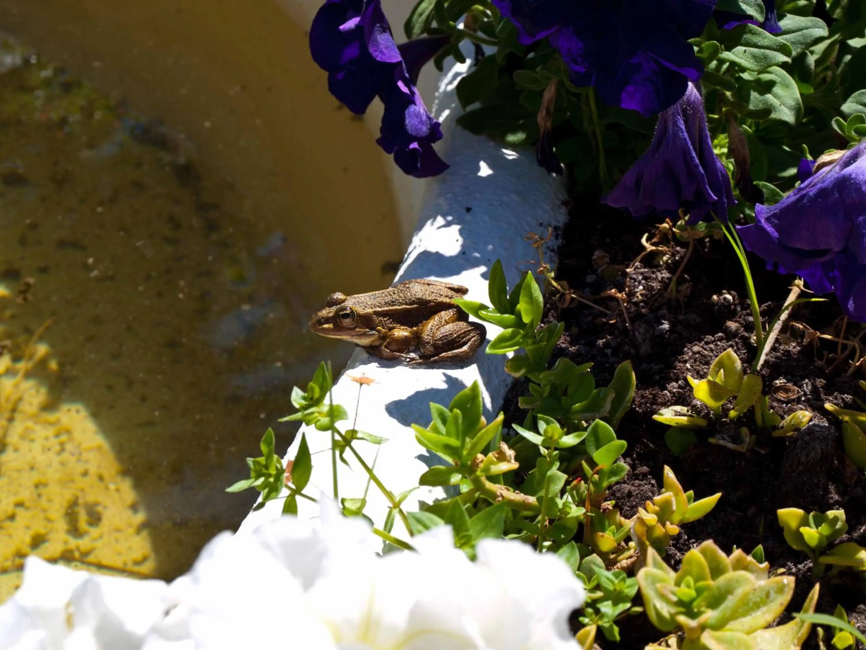 Garden in Hotel Club Can Jordi