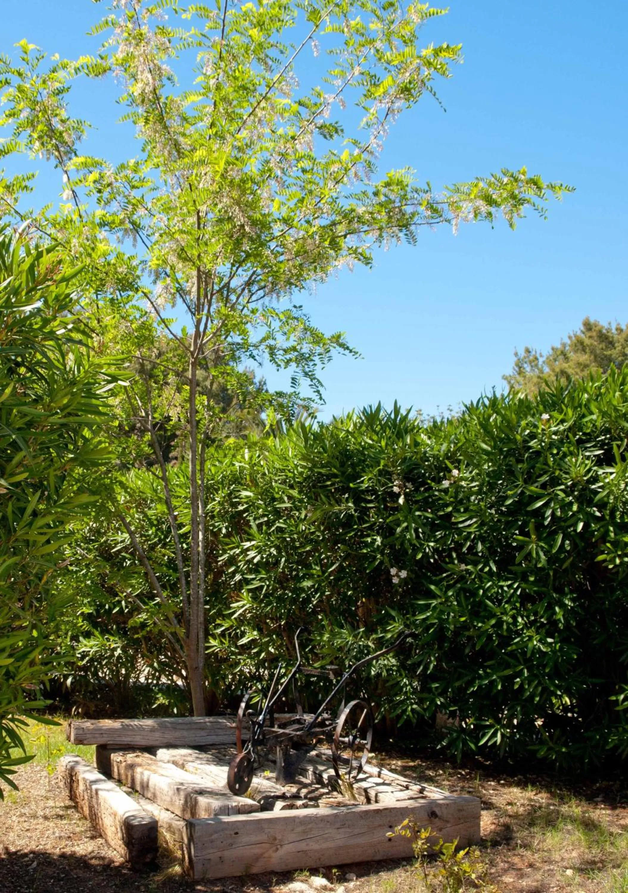 Garden in Hotel Club Can Jordi