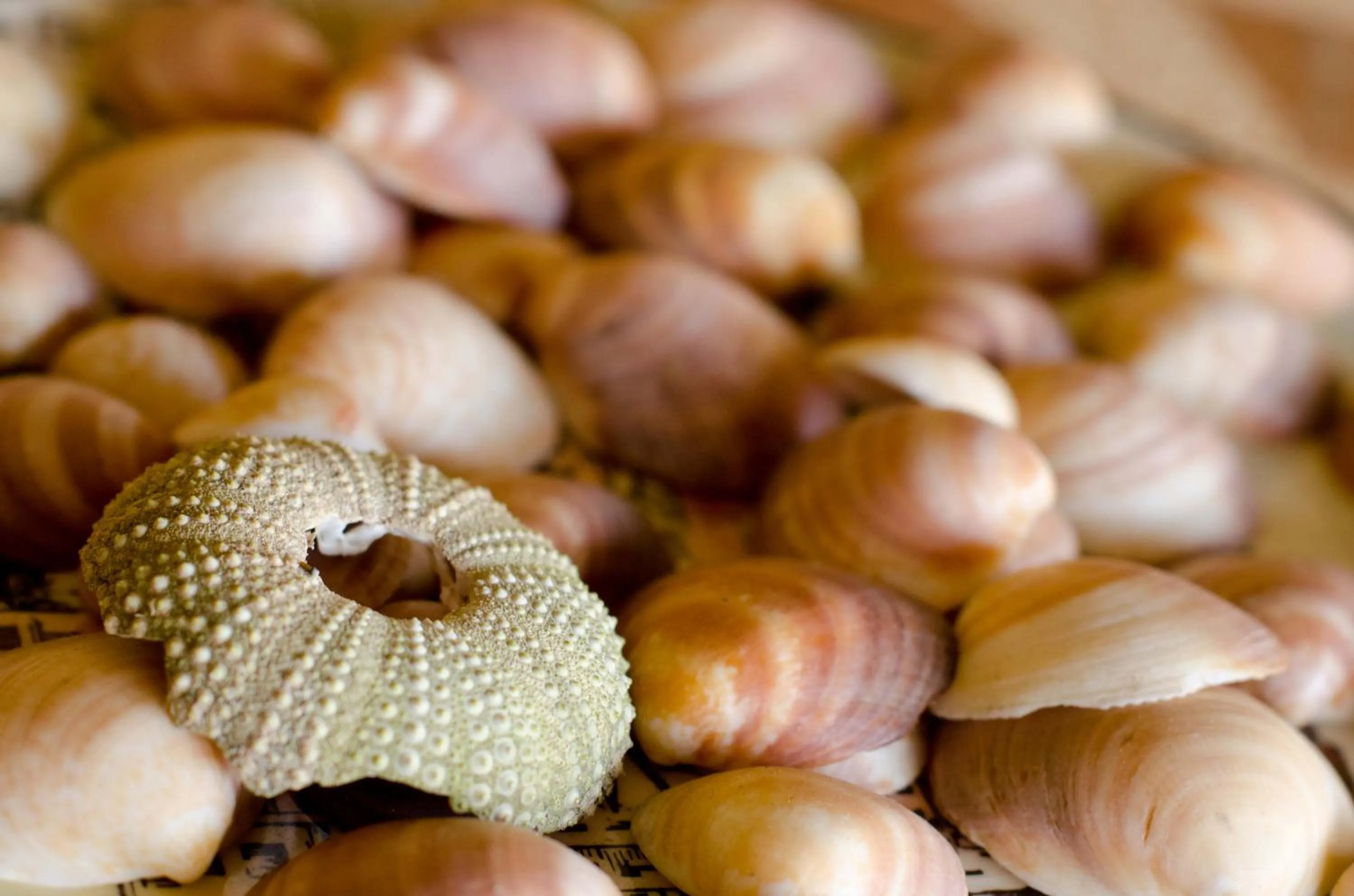 Hotel Club Can Jordi