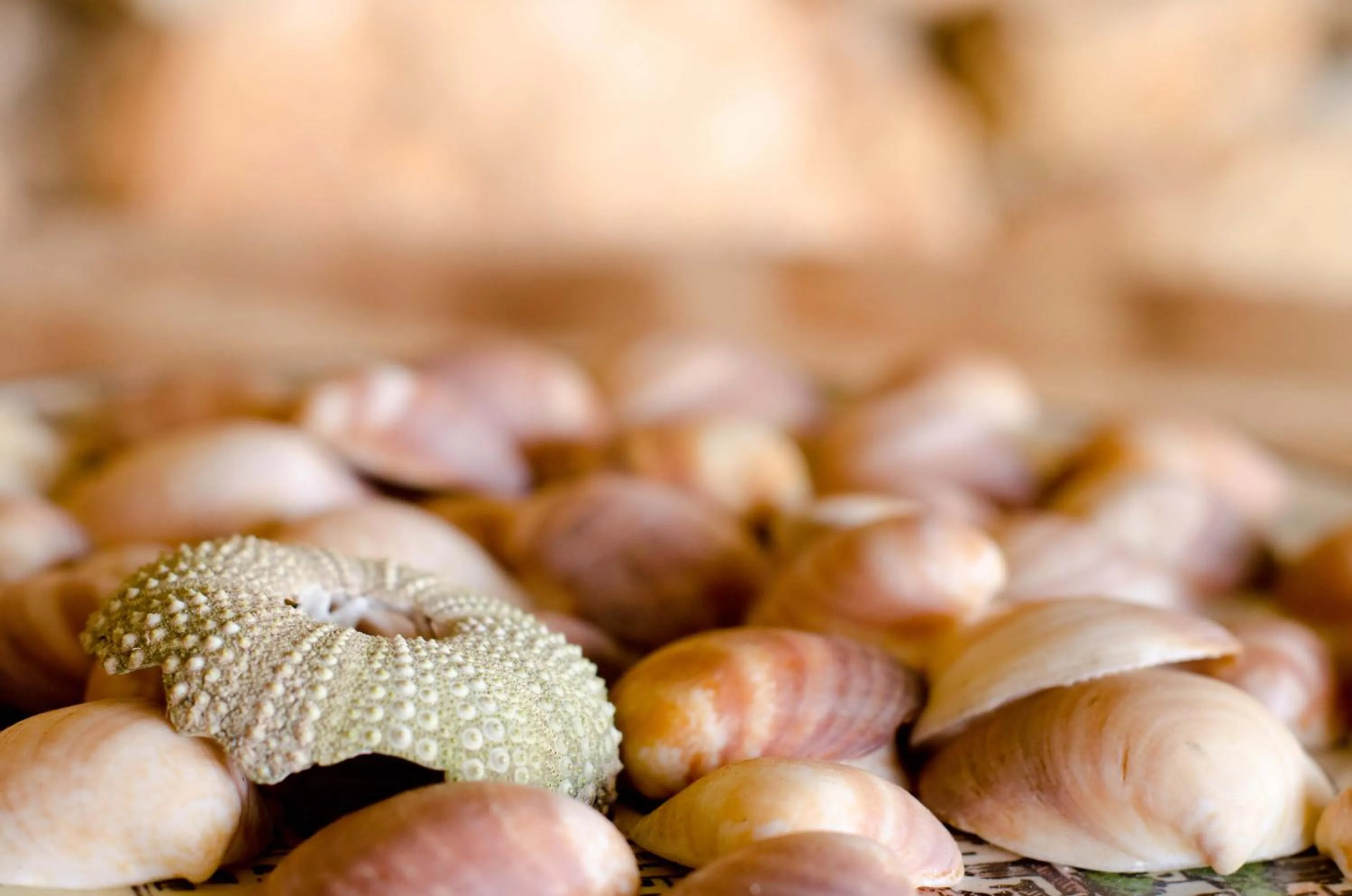 Hotel Club Can Jordi