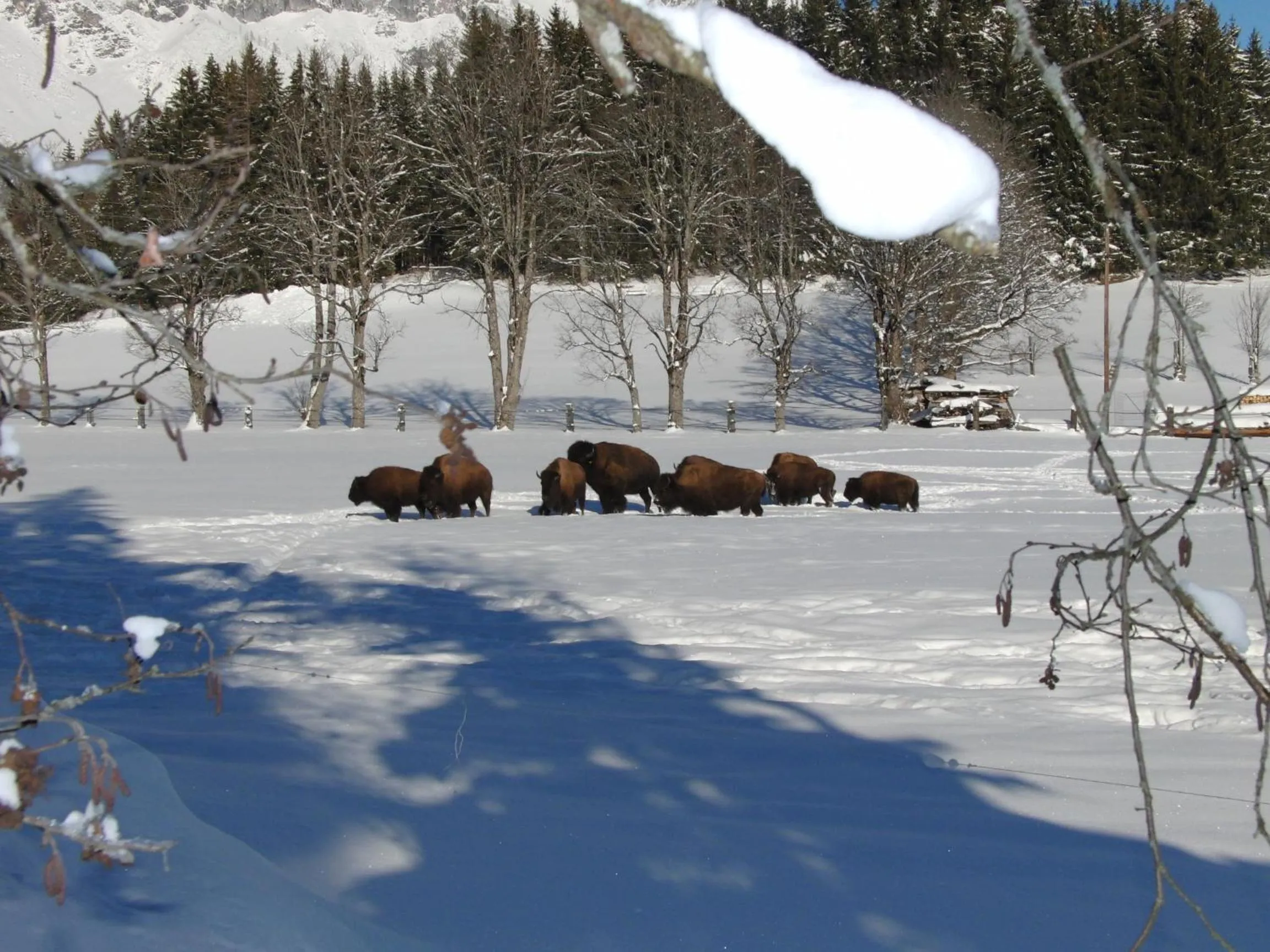 Animals in Aparthotel Sunrise