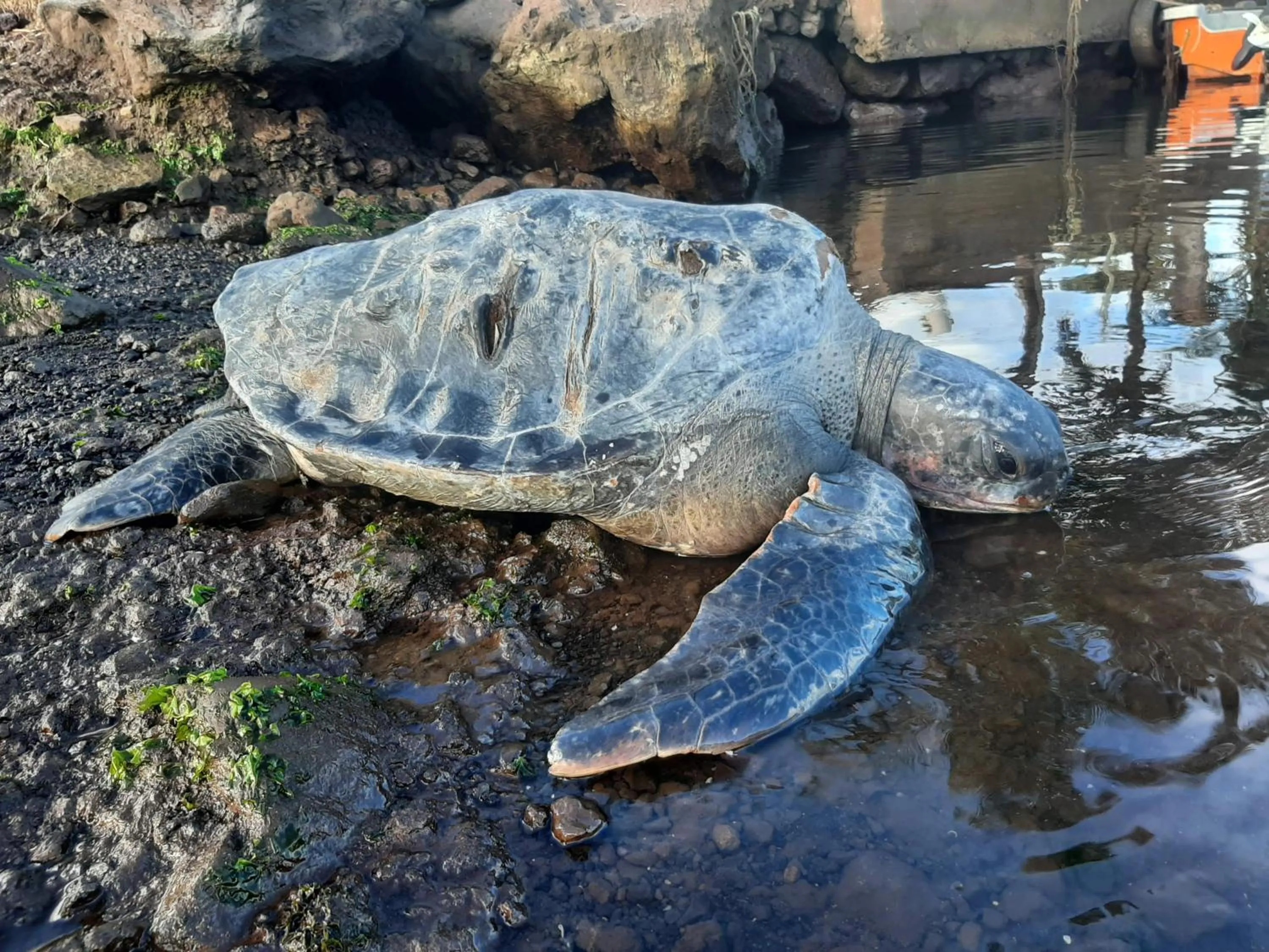 Natural landscape in Cabañas Te Maori