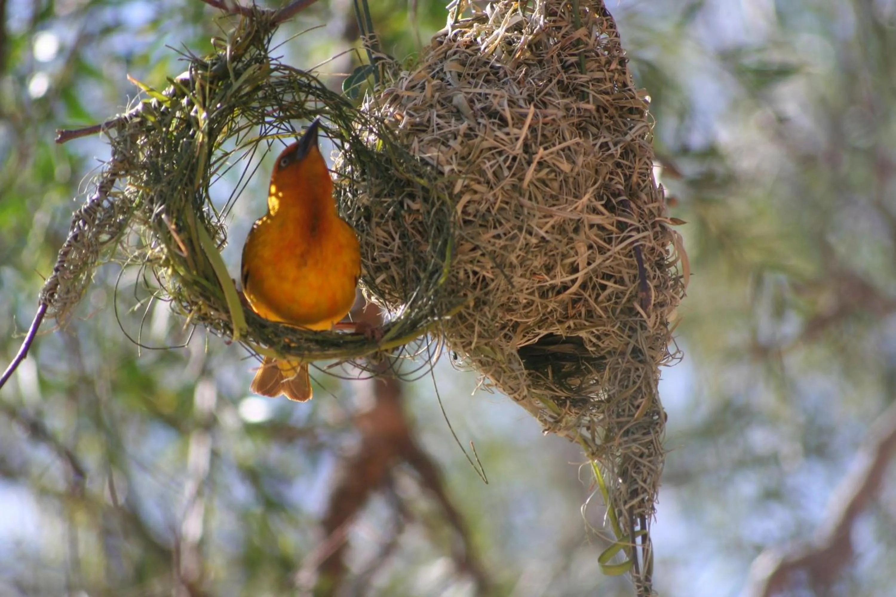Animals in Dungbeetle River Lodge