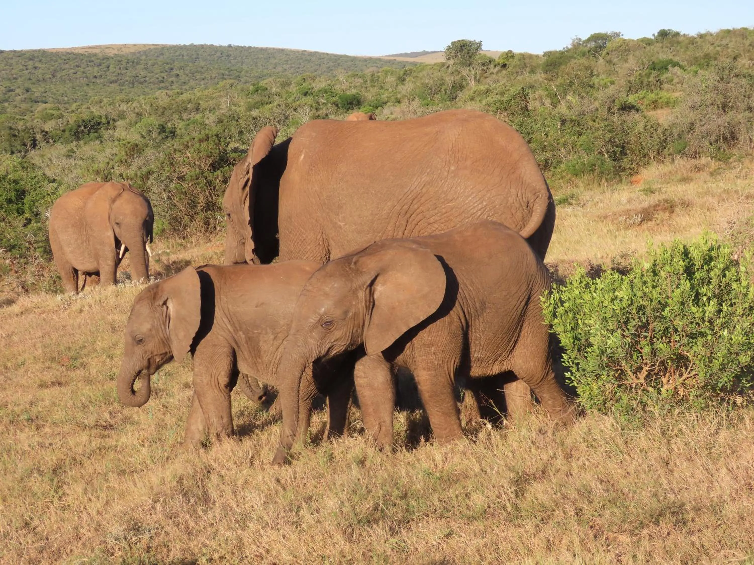 Dungbeetle River Lodge