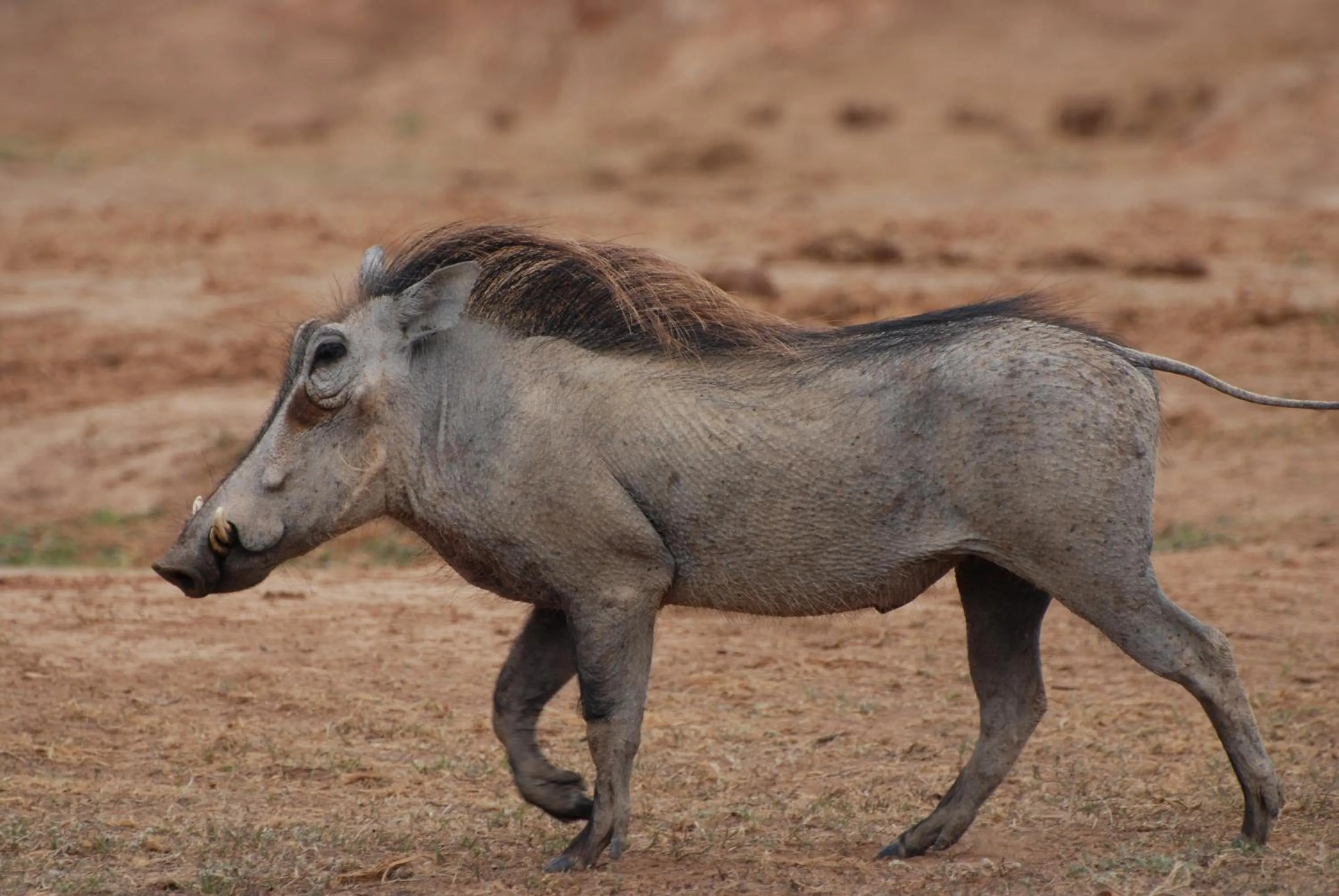Dungbeetle River Lodge
