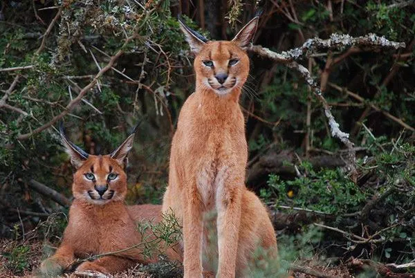 Dungbeetle River Lodge