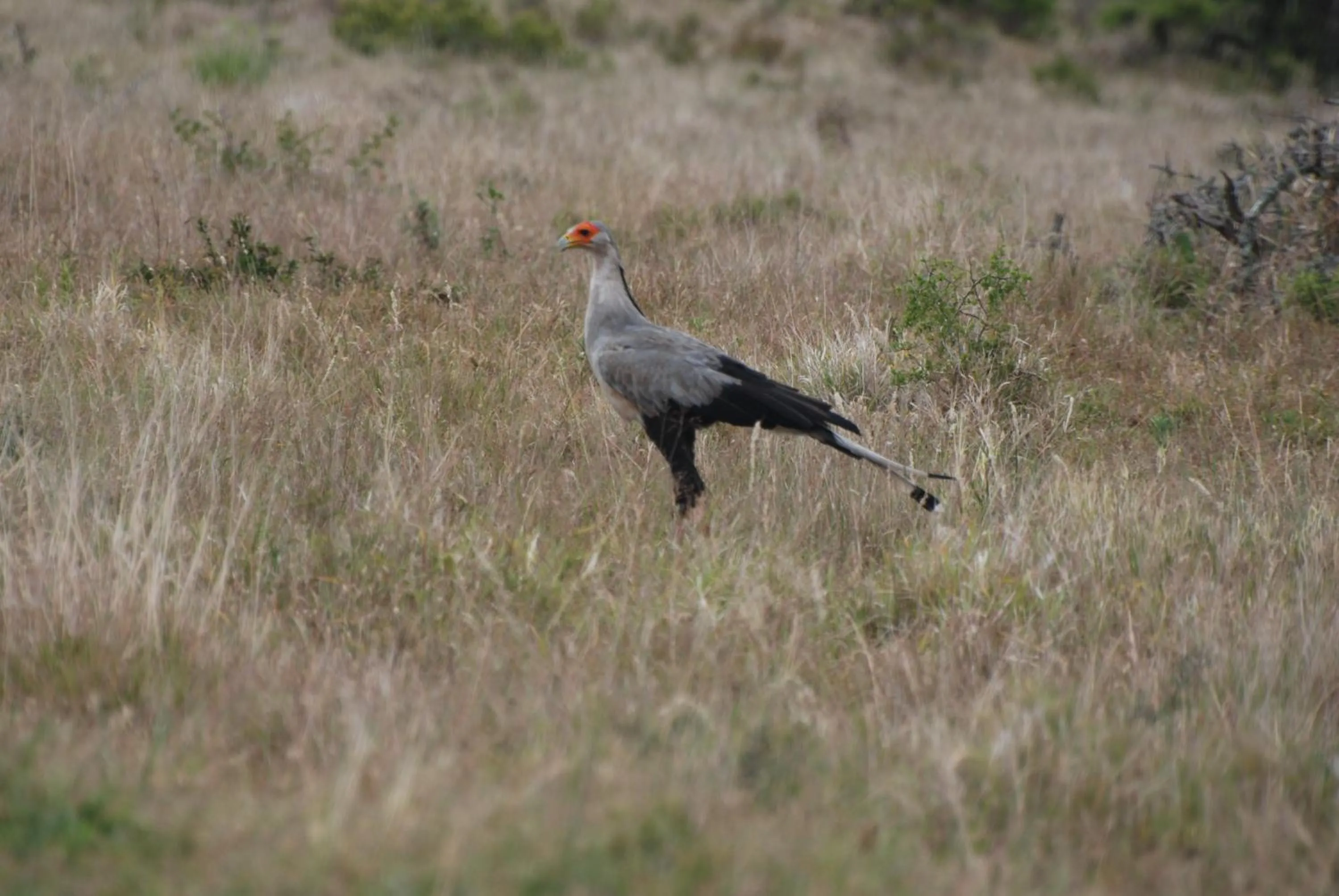 Dungbeetle River Lodge
