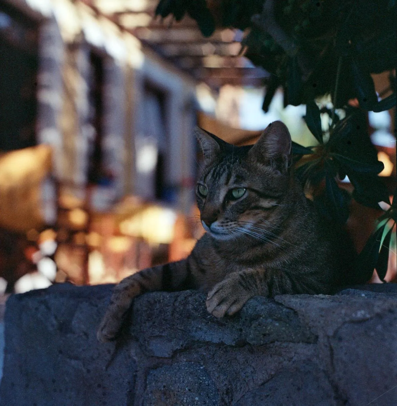Pets in Vagia Beach Apartments, Aegina Island