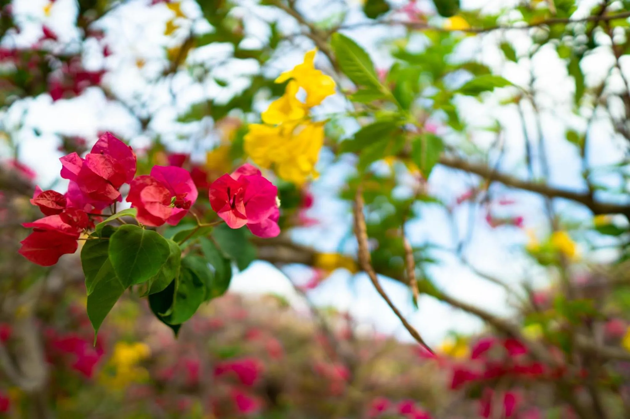 Garden in Pousada Arte do Velejo by Solarium