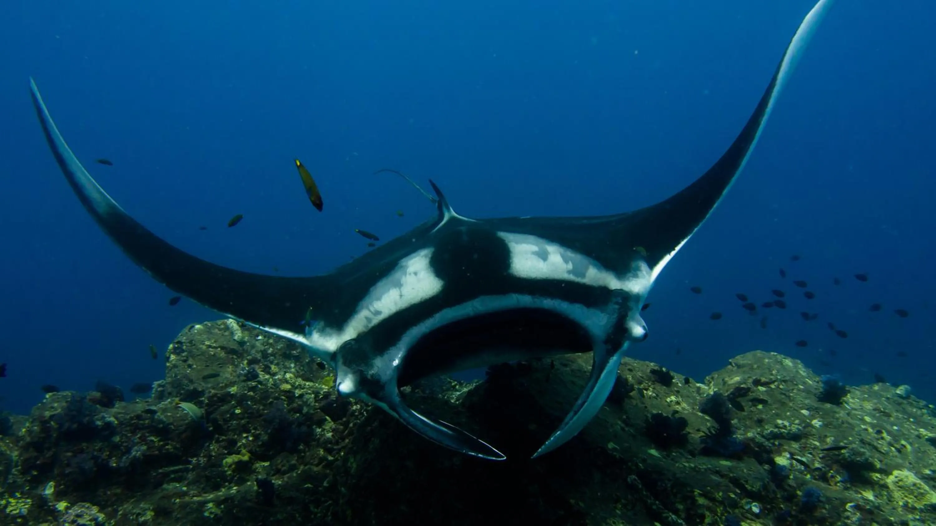 Diving in Sun Siyam Olhuveli