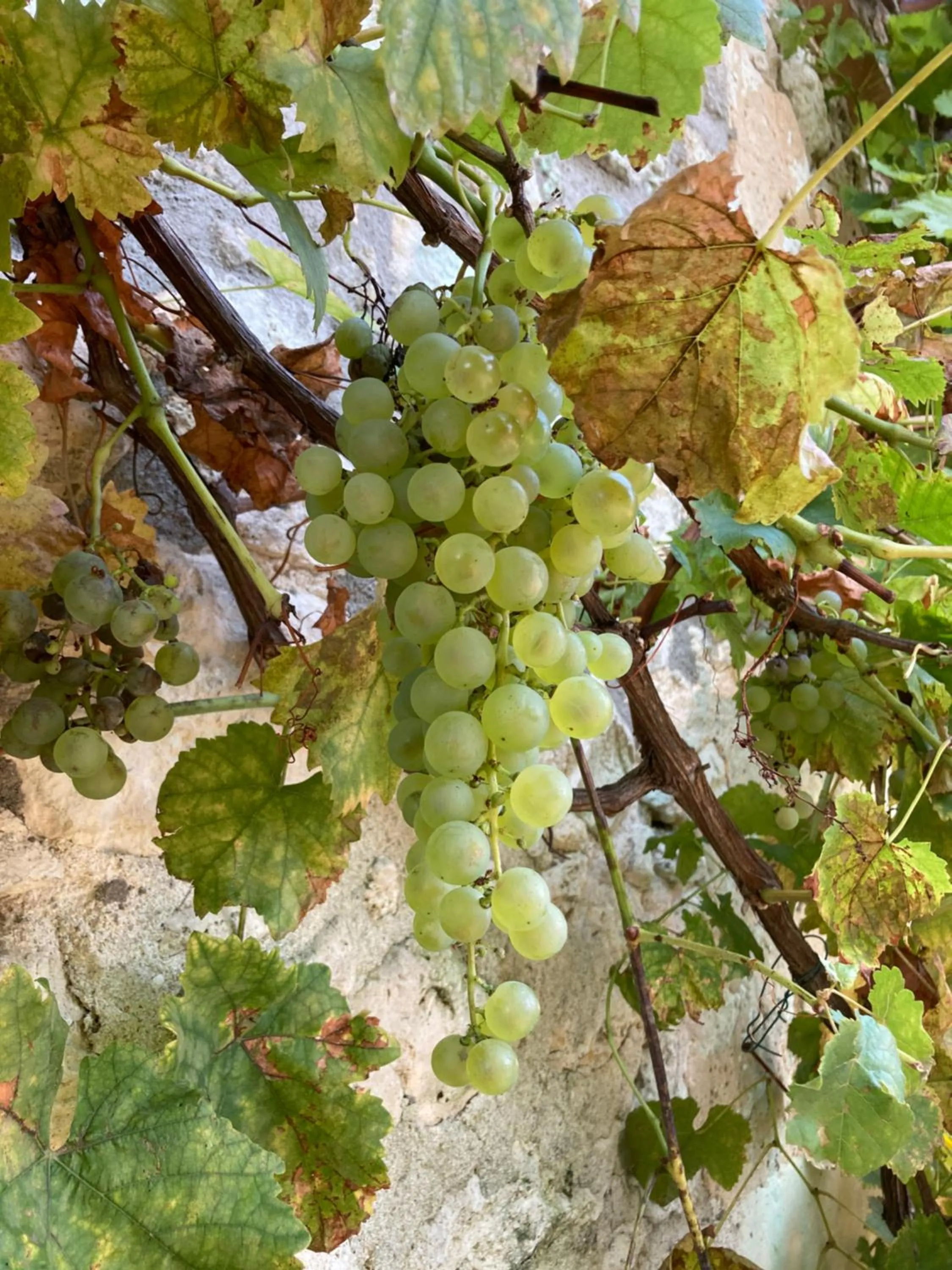 La Ferme Buissonnière