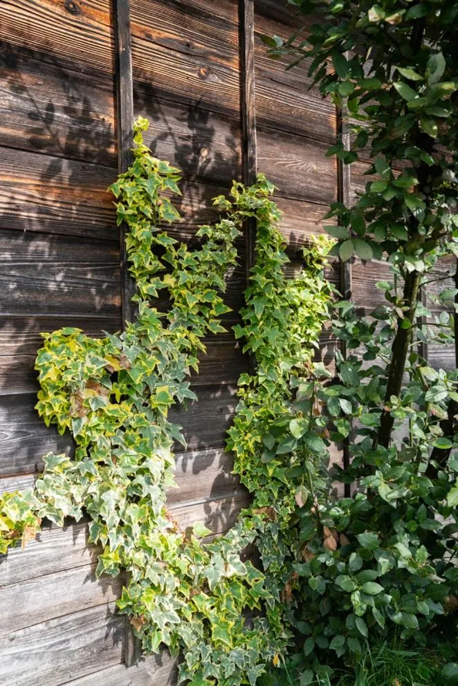 Noka Minshuku Sanzen