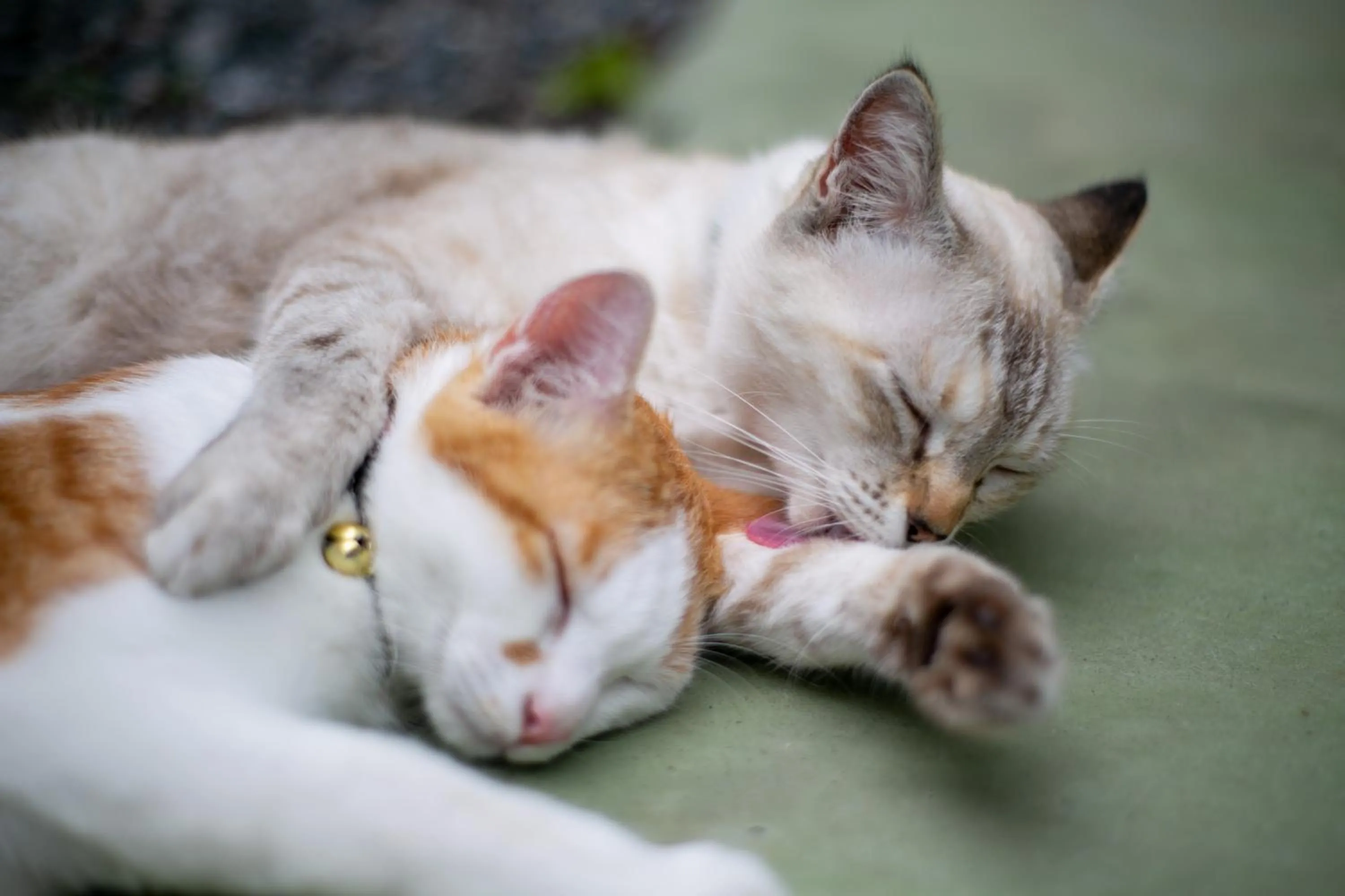 Pets in Yufuin Lamp no Yado