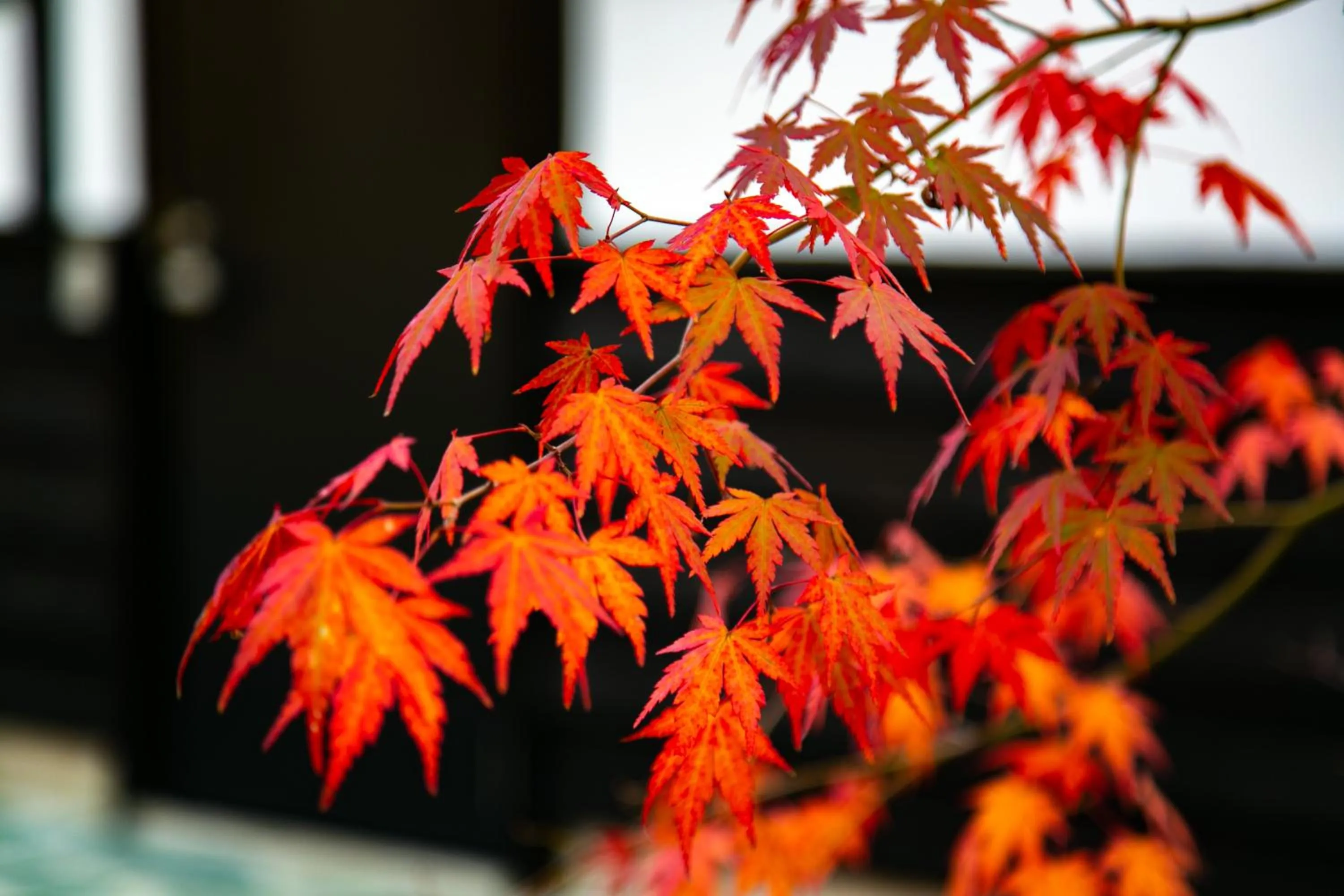 Garden in Yufuin Lamp no Yado
