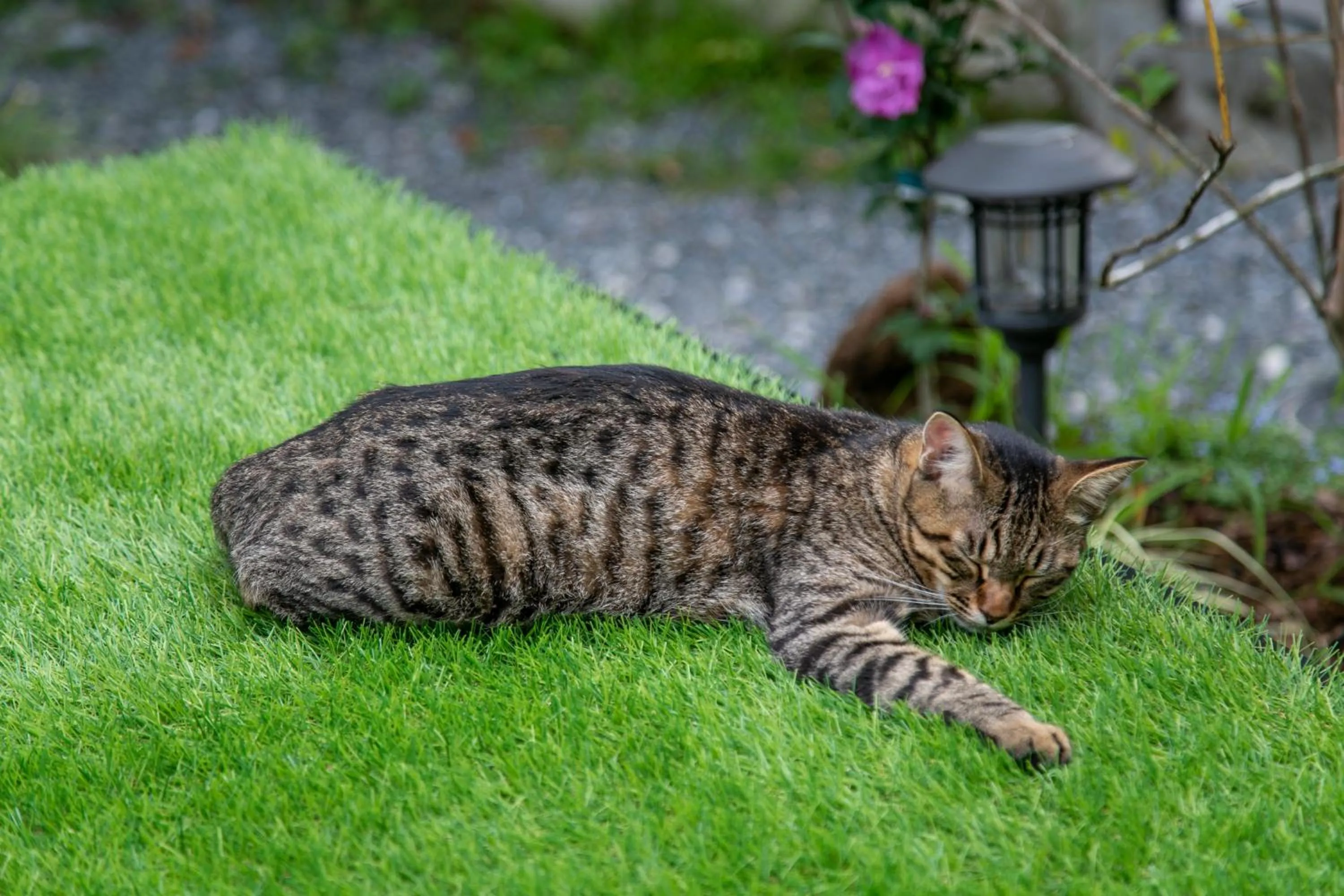 Animals in Yufuin Lamp no Yado